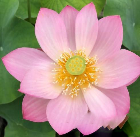 Pink Parfait Lotus (Bare Root) - Globalnestes