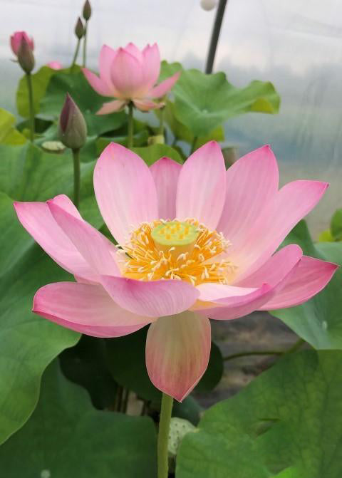 Pink Parfait Lotus (Bare Root) - Globalnestes