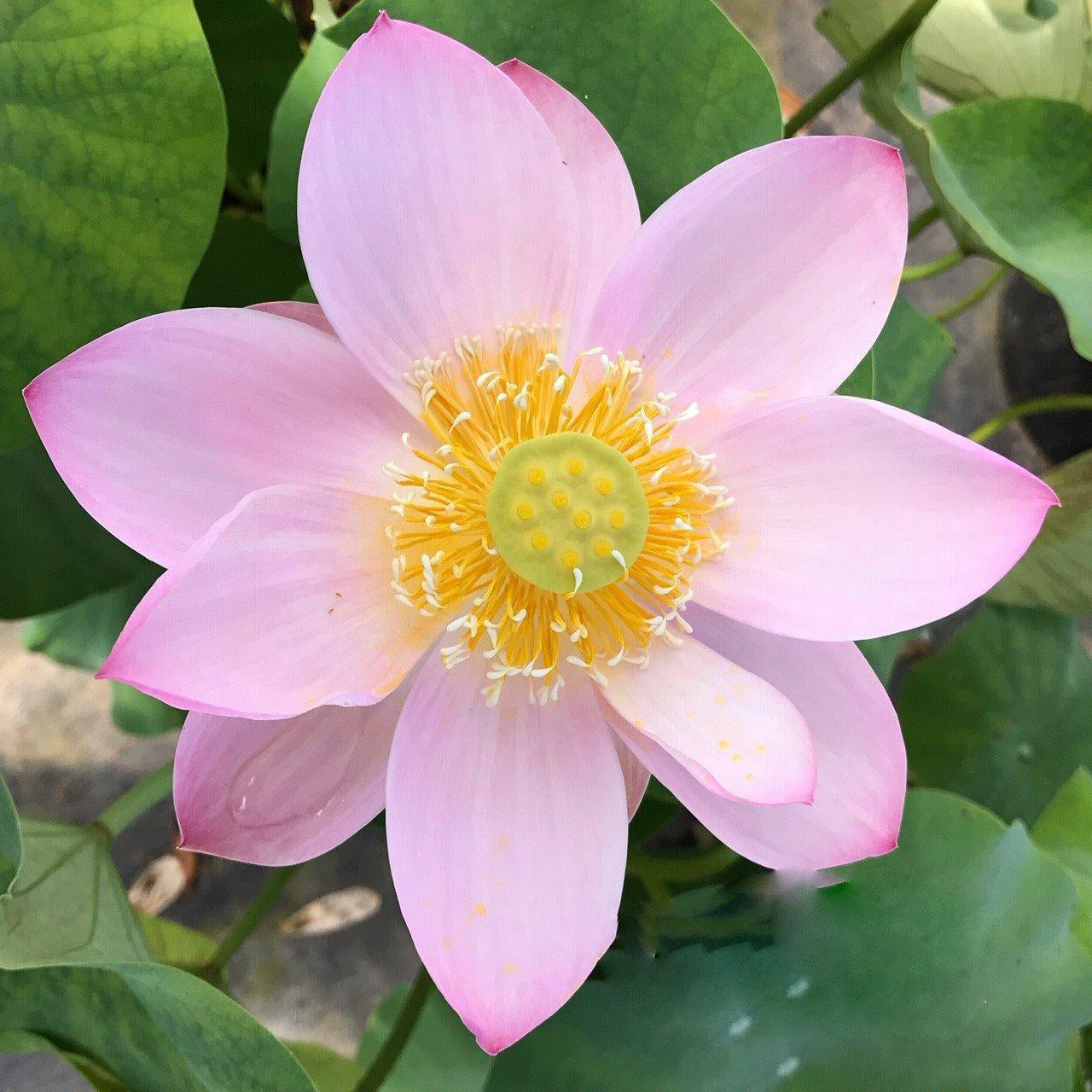 Pink Parfait Lotus (Bare Root) - Globalnestes