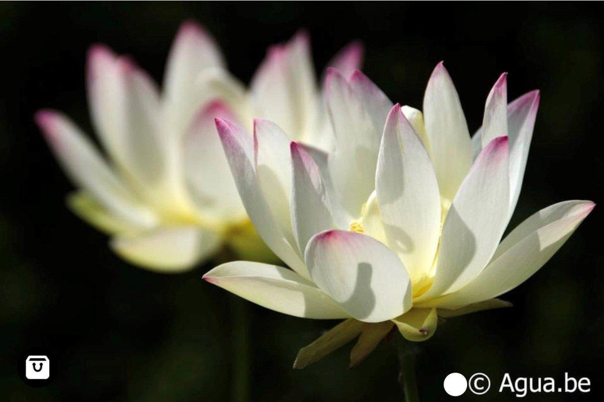 Nelumbo Nucifera 'Princess Abby' Lotus (Bare Root)