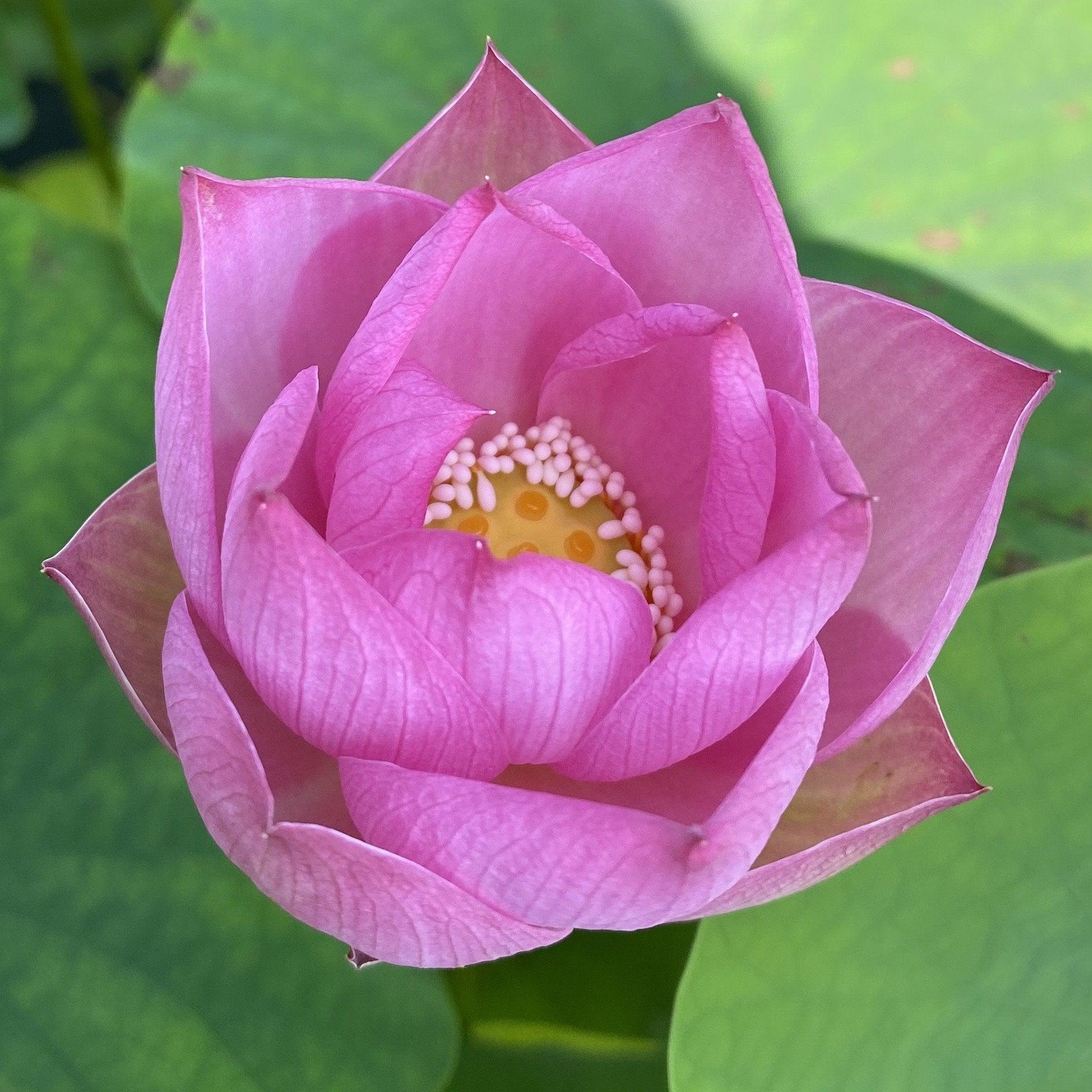 Princess Harper of Ten Mile Creek Lotus (Bare Root) - Globalnestes