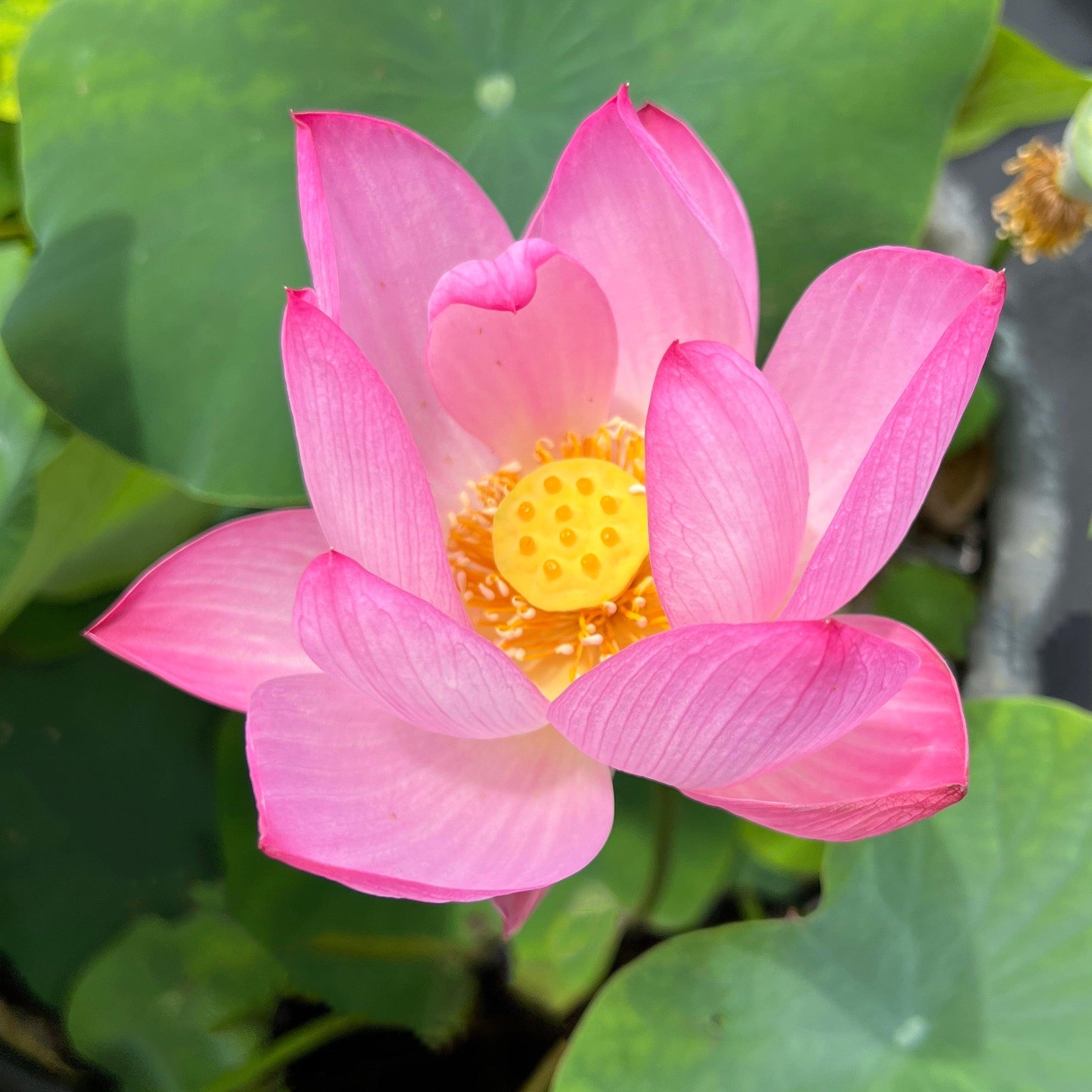 Princess Harper of Ten Mile Creek Lotus (Bare Root) - Globalnestes