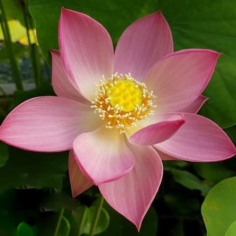 Princess Harper of Ten Mile Creek Lotus (Bare Root) - Globalnestes