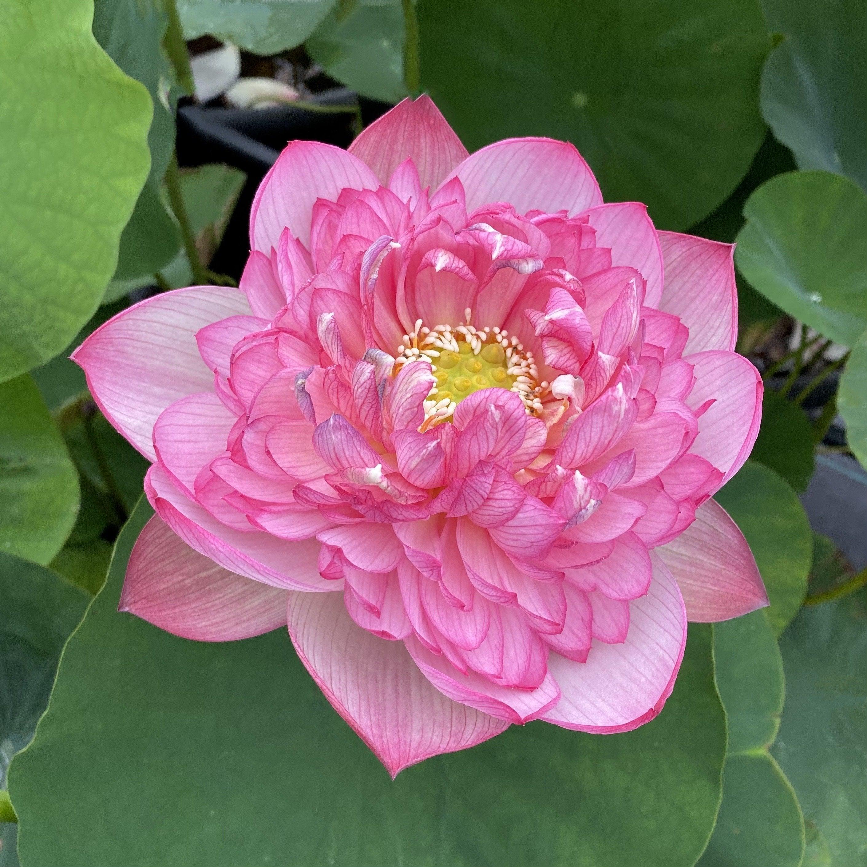 Prosperous Purple Lotus (Bare Root) - Globalnestes
