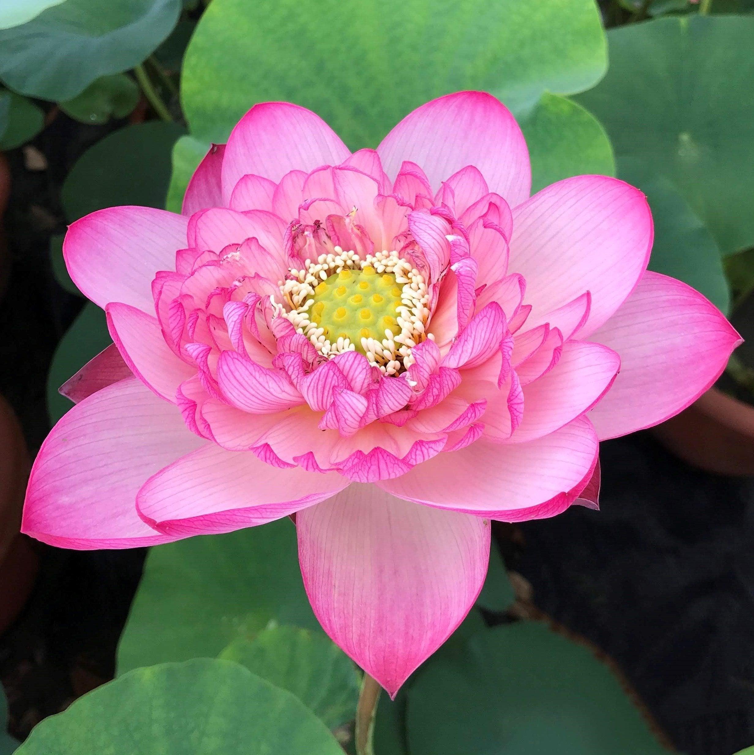 Prosperous Purple Lotus (Bare Root) - Globalnestes