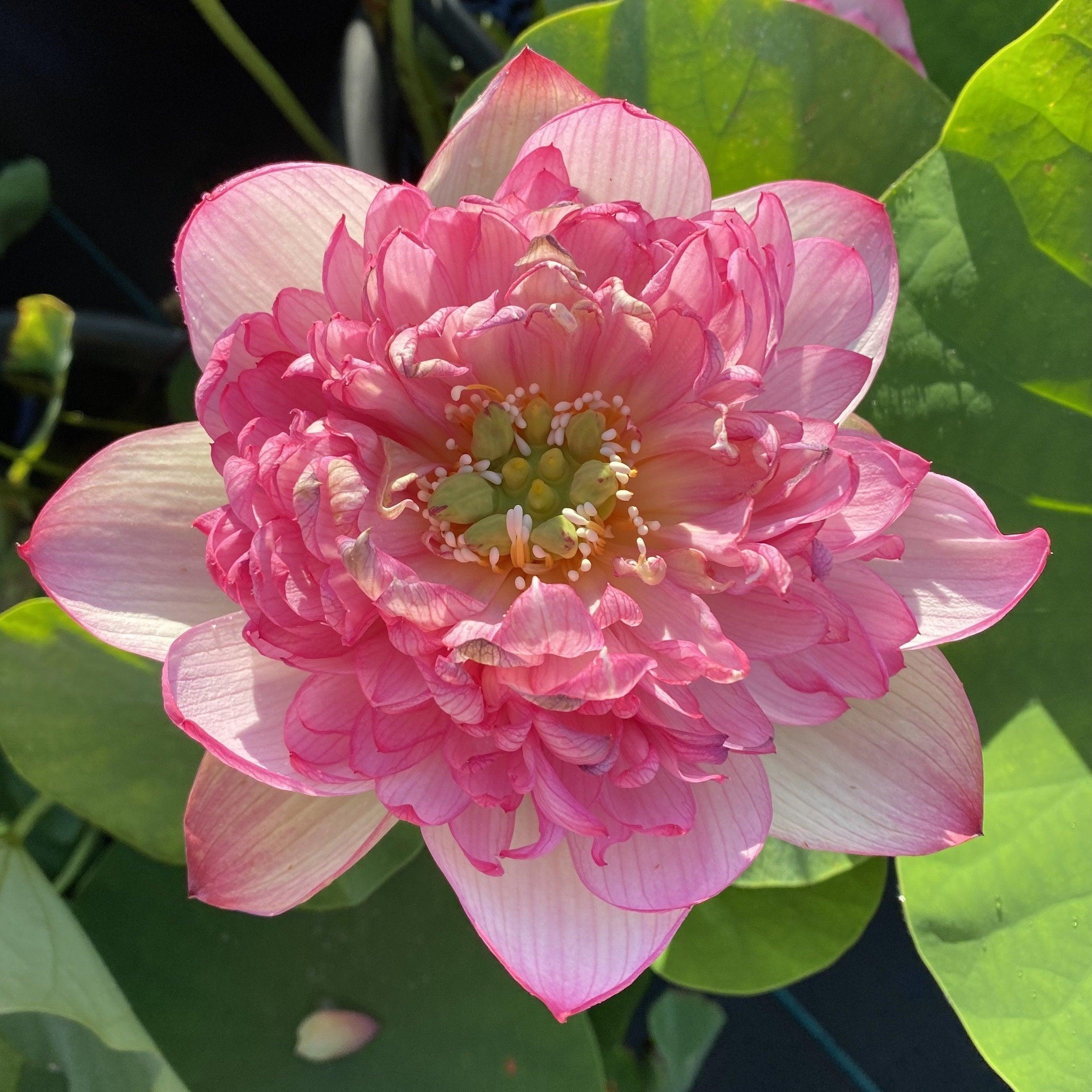 Prosperous Purple Lotus (Bare Root) - Globalnestes