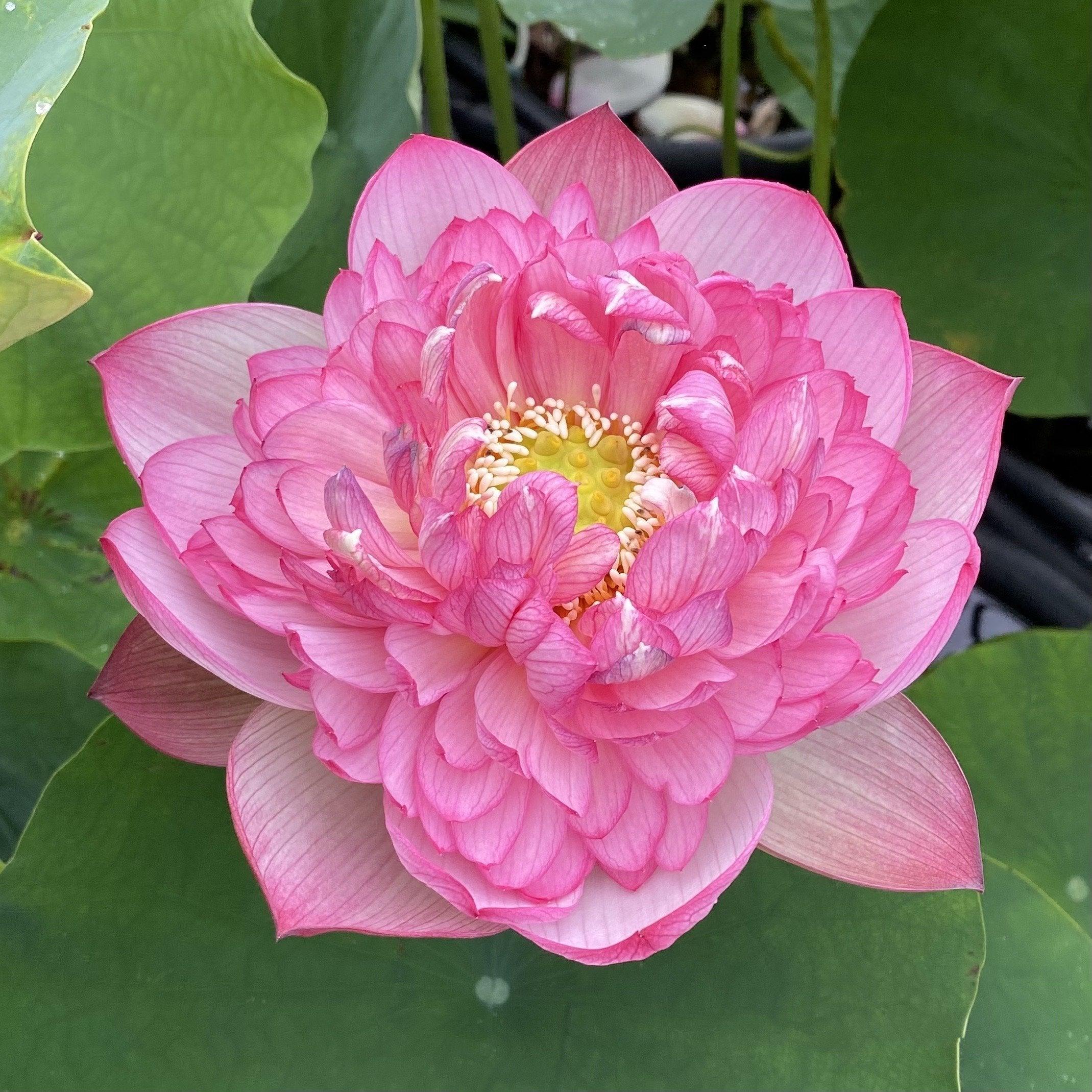 Prosperous Purple Lotus (Bare Root) - Globalnestes