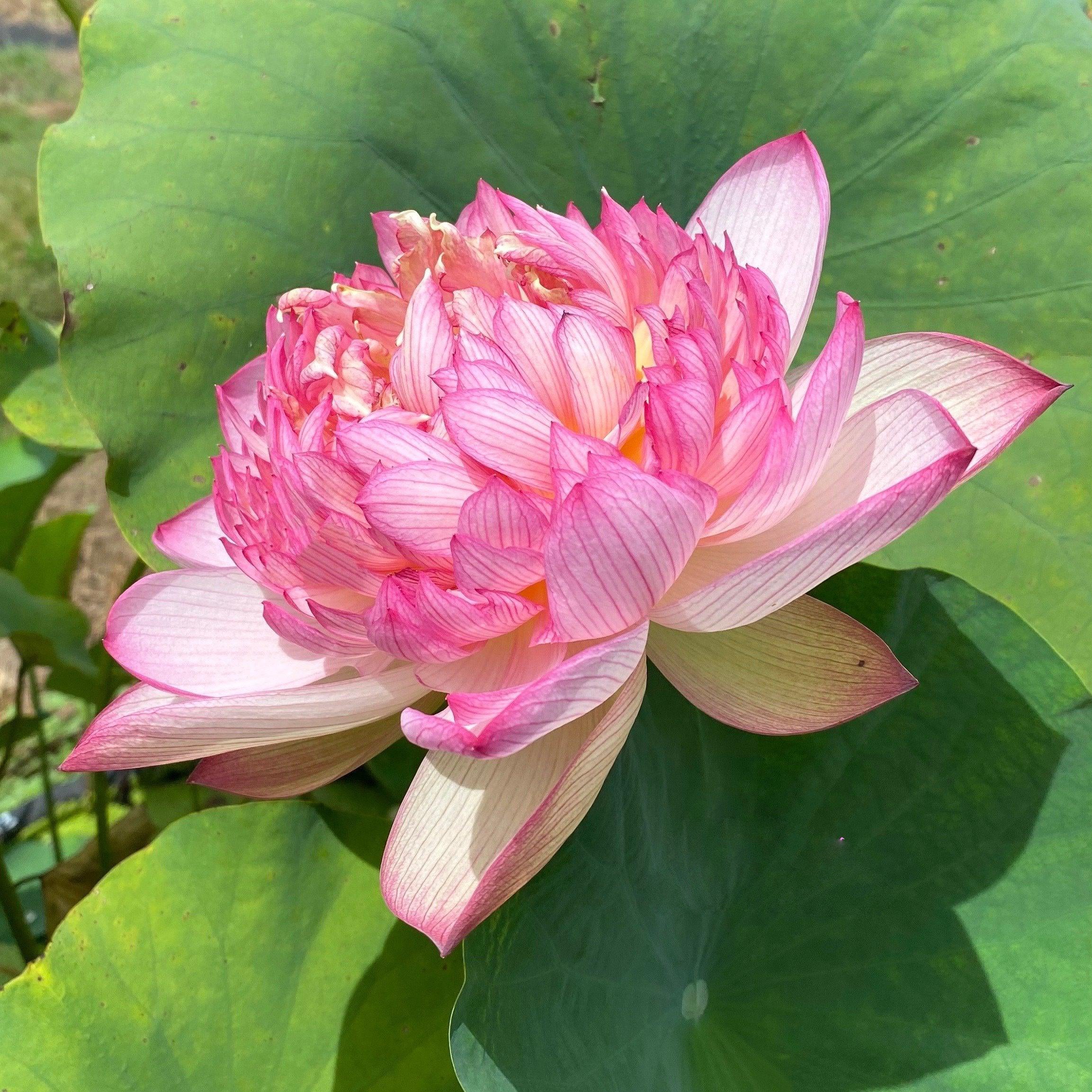 Prosperous Purple Lotus (Bare Root) - Globalnestes