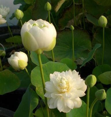 Pure Girl - Very Small Lotus (Bare Root) - Globalnestes
