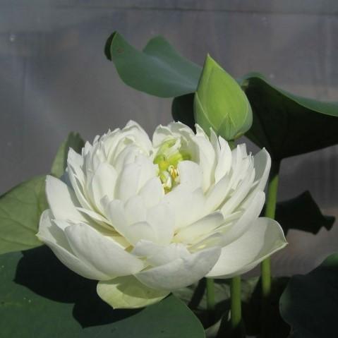 Pure Girl - Very Small Lotus (Bare Root) - Globalnestes