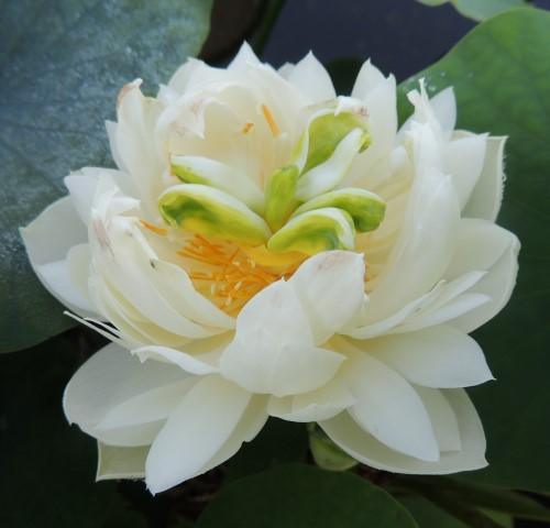 Pure Girl - Very Small Lotus (Bare Root) - Globalnestes