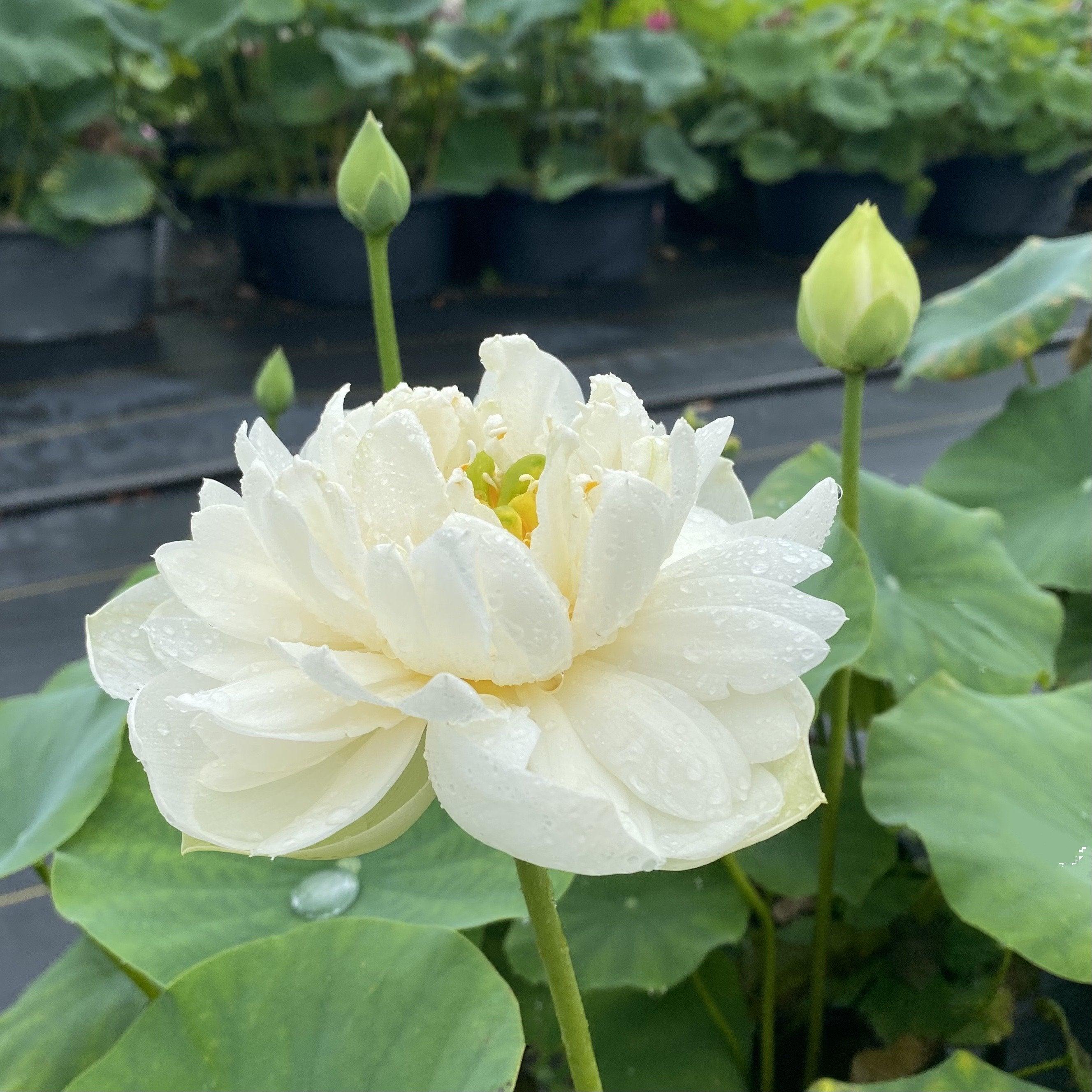 Pure Girl - Very Small Lotus (Bare Root) - Globalnestes