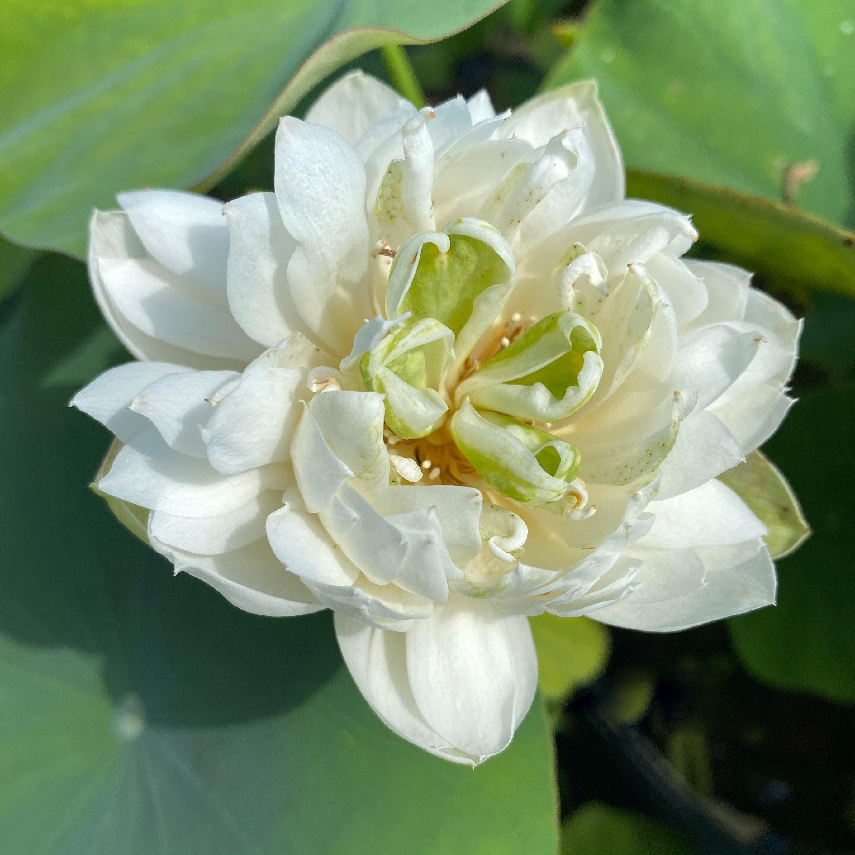 Pure Girl - Very Small Lotus (Bare Root) - Globalnestes