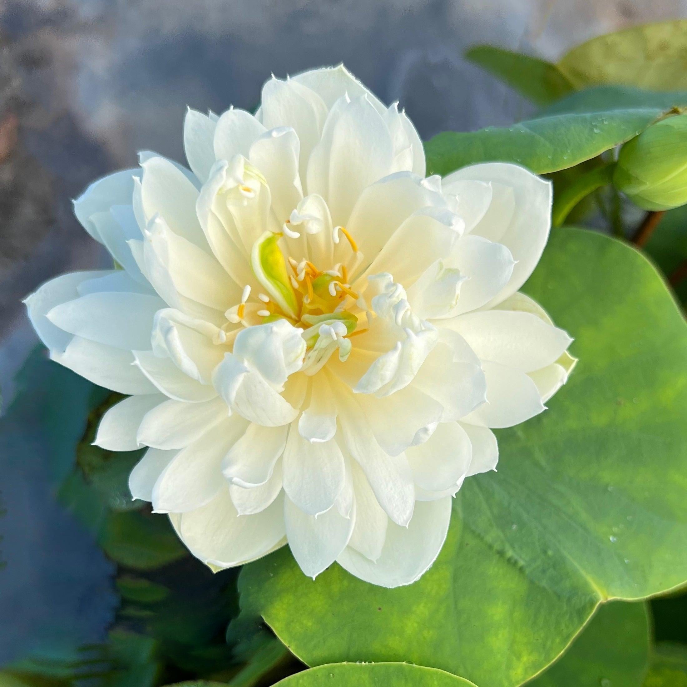 Pure Girl - Very Small Lotus (Bare Root) - Globalnestes