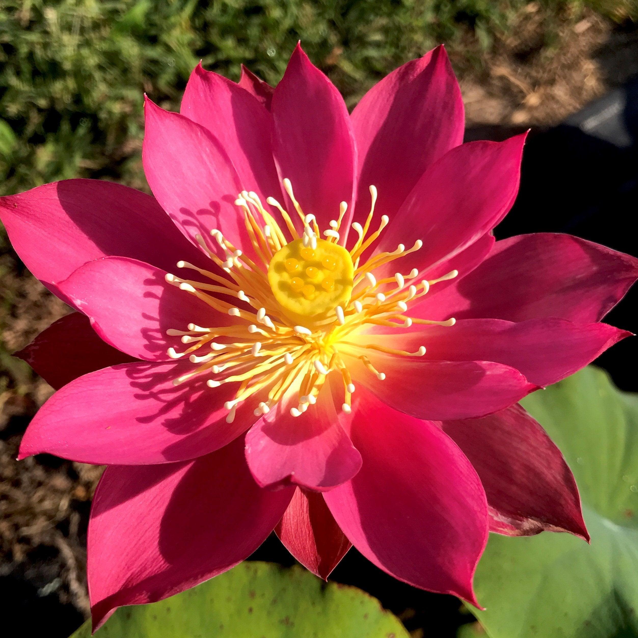 Red Light 15 Lotus (Bare Root) - Globalnestes