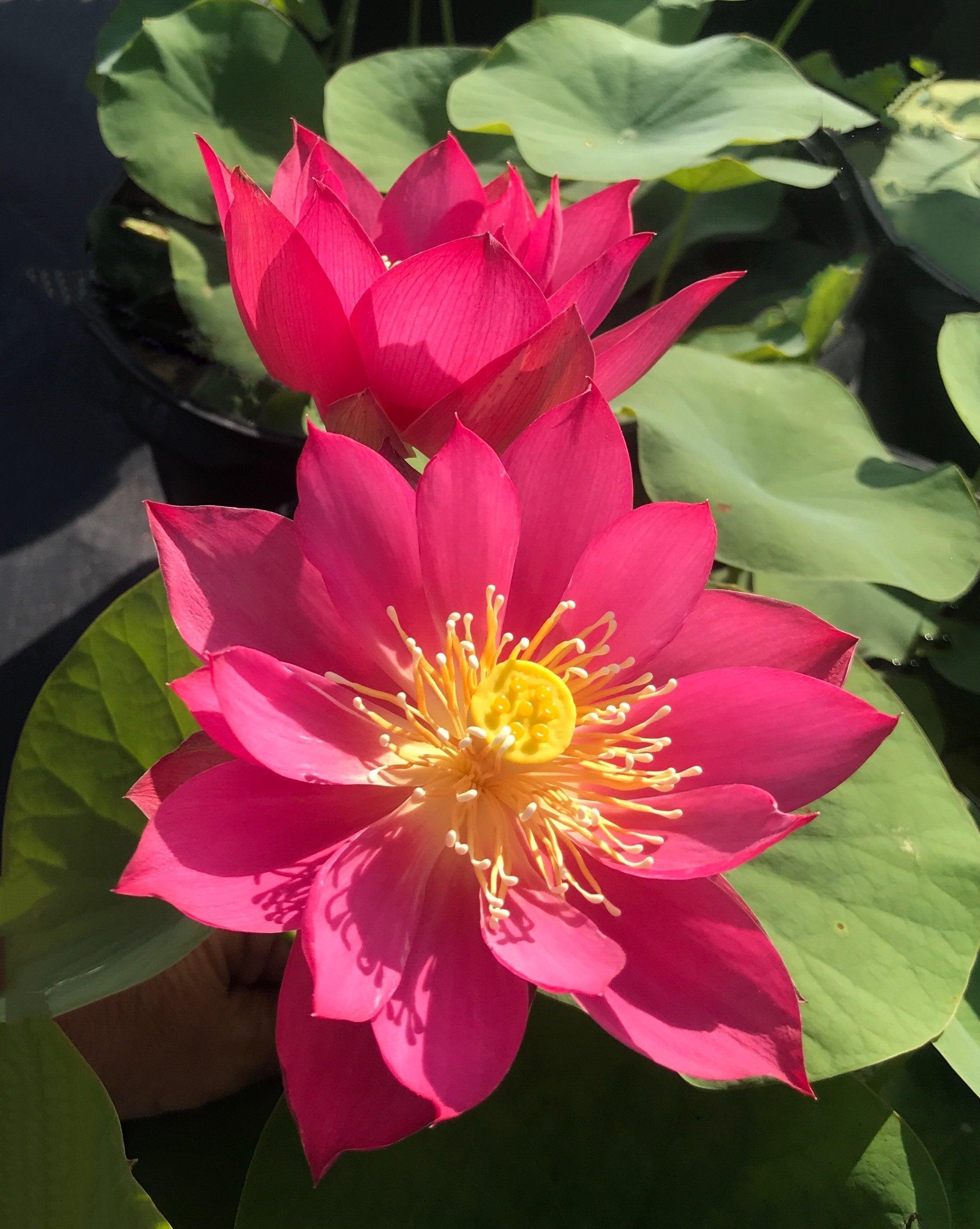 Red Light 15 Lotus (Bare Root) - Globalnestes