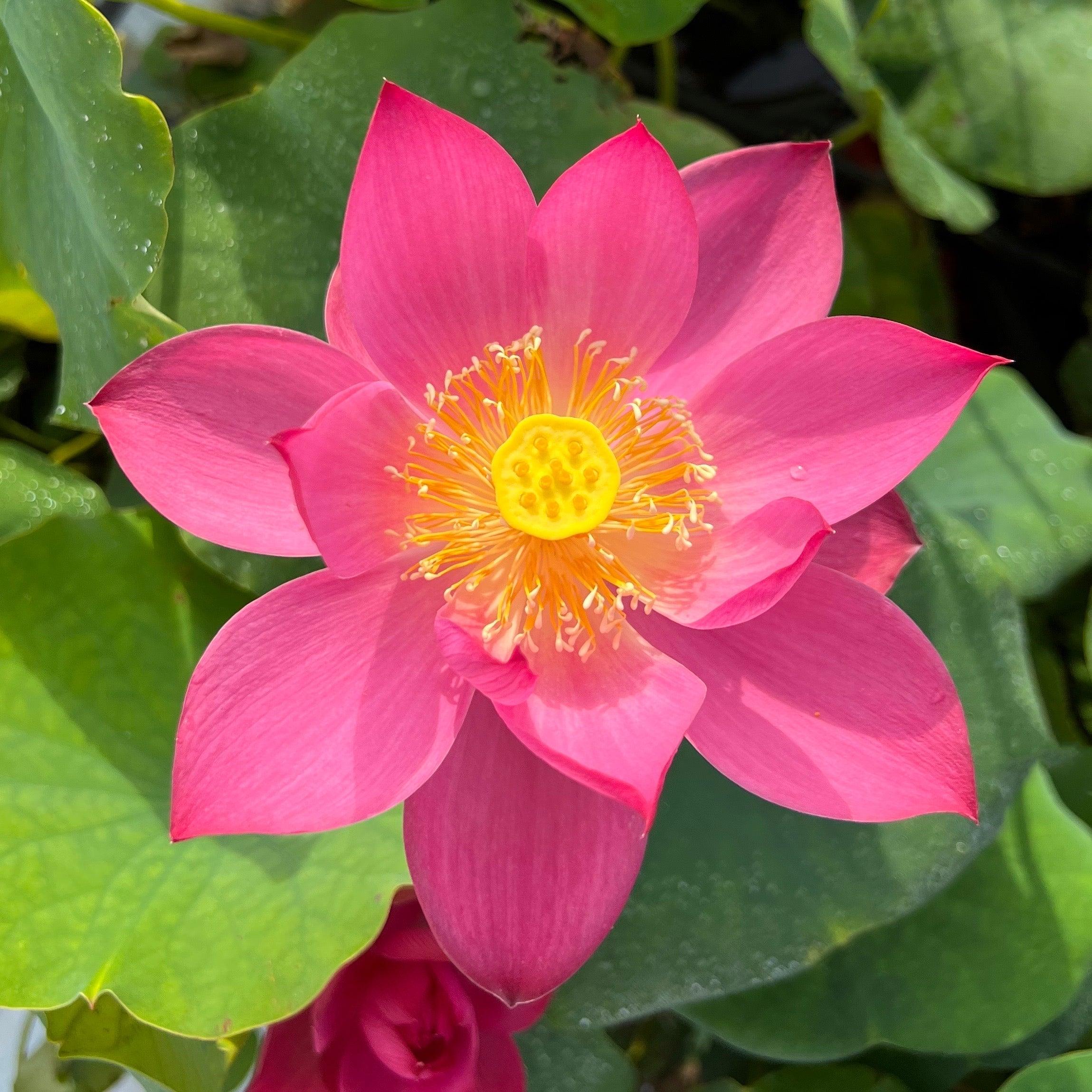 Red Light 15 Lotus (Bare Root) - Globalnestes