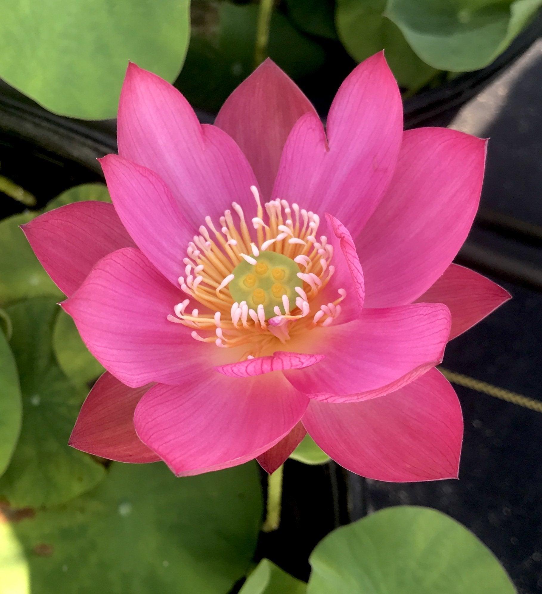 Red Light 15 Lotus (Bare Root) - Globalnestes