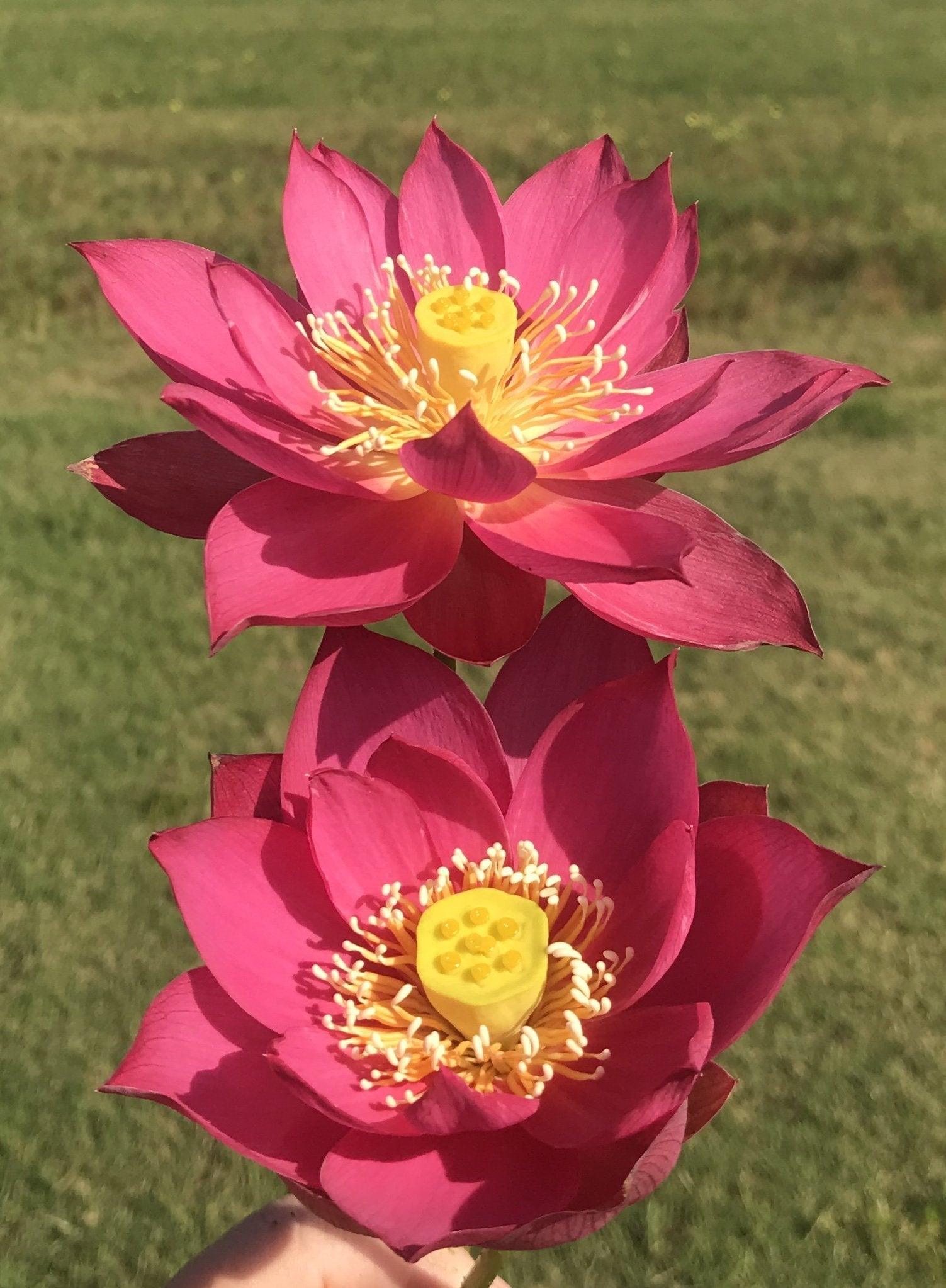 Red Light 15 Lotus (Bare Root) - Globalnestes