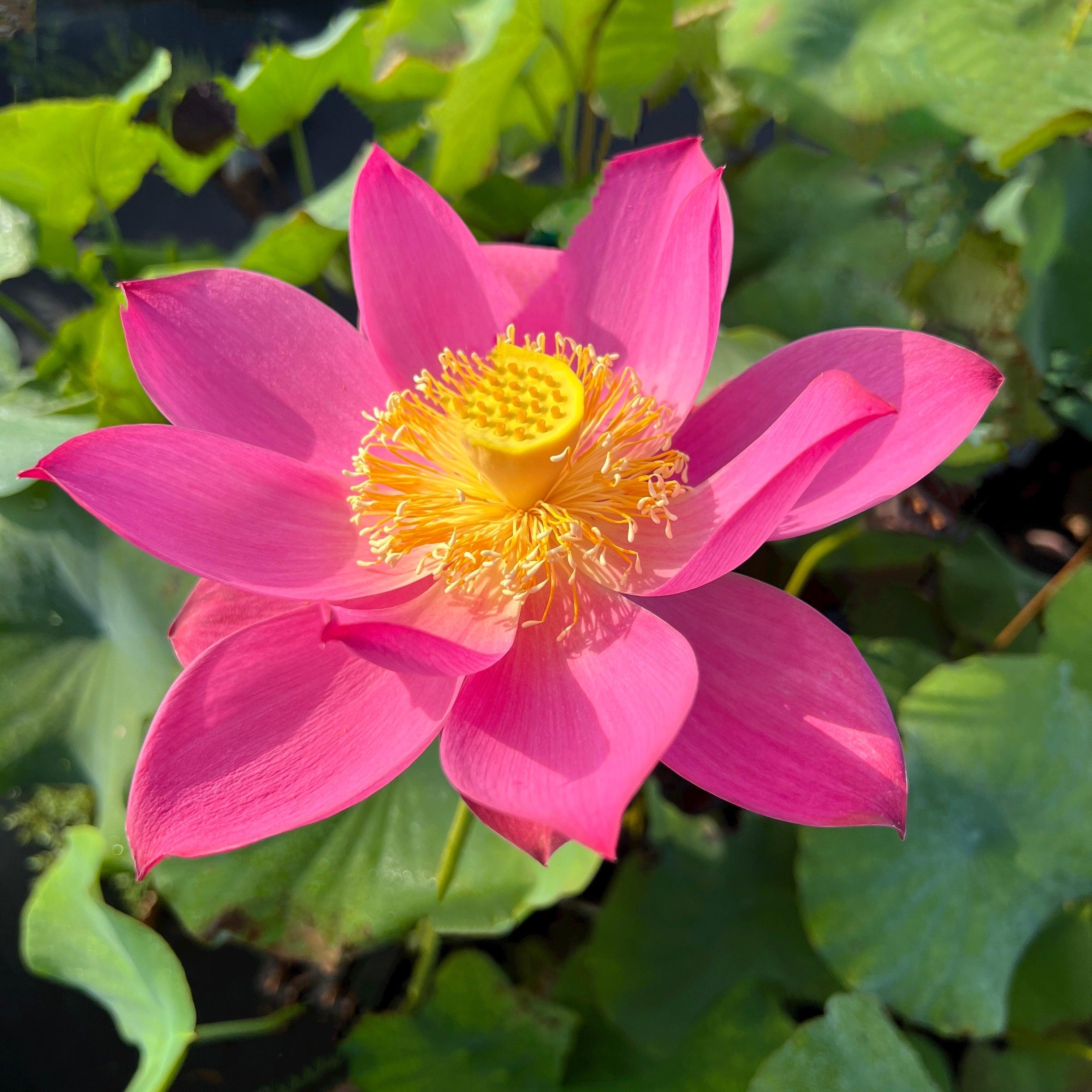 Red Light 15 Lotus (Bare Root) - Globalnestes