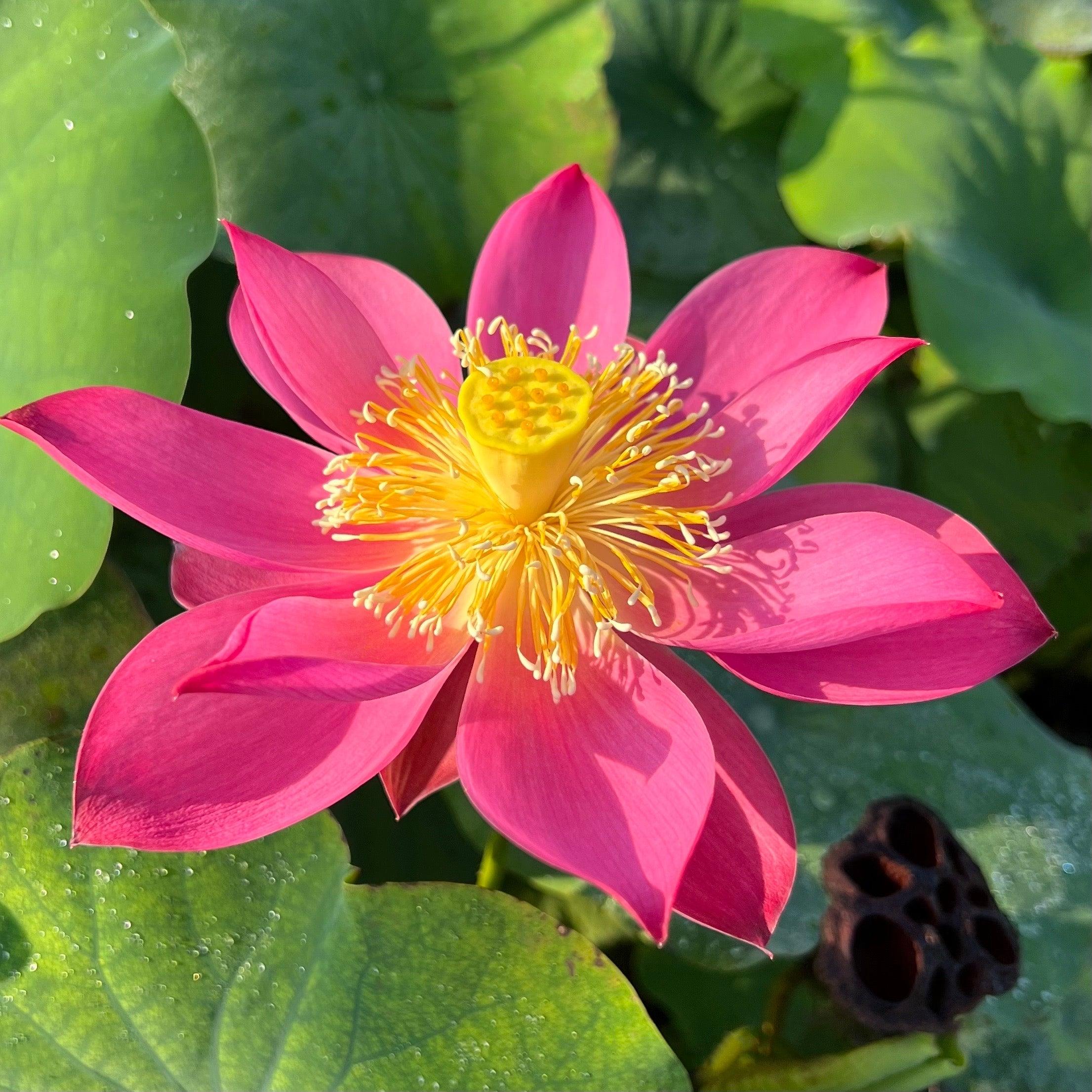 Red Light 15 Lotus (Bare Root) - Globalnestes