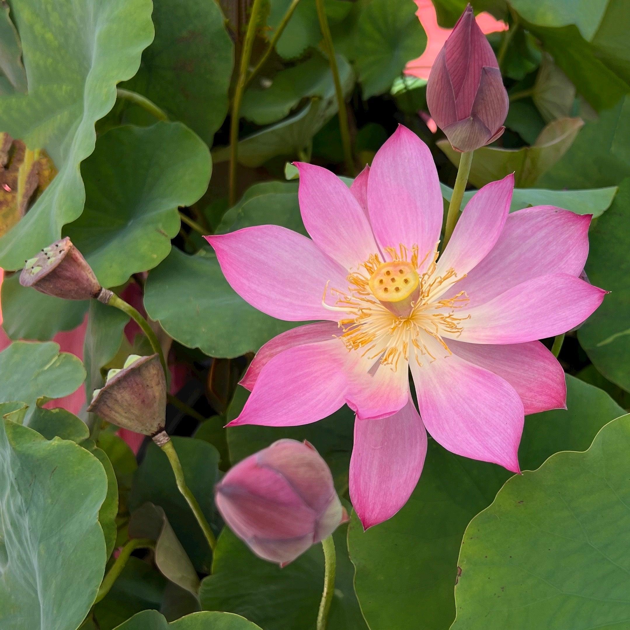 Red Light 15 Lotus (Bare Root) - Globalnestes