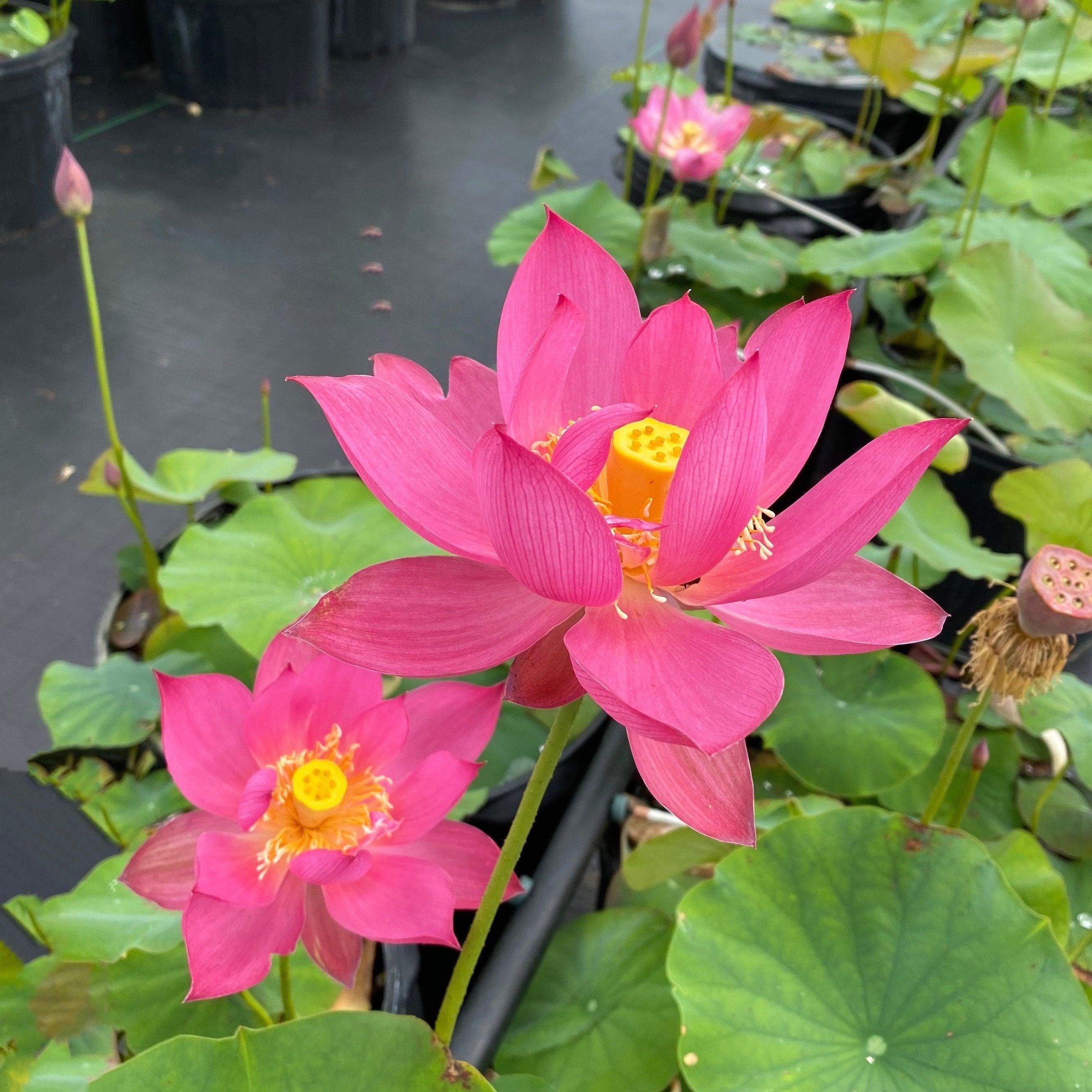 Red Light 15 Lotus (Bare Root) - Globalnestes