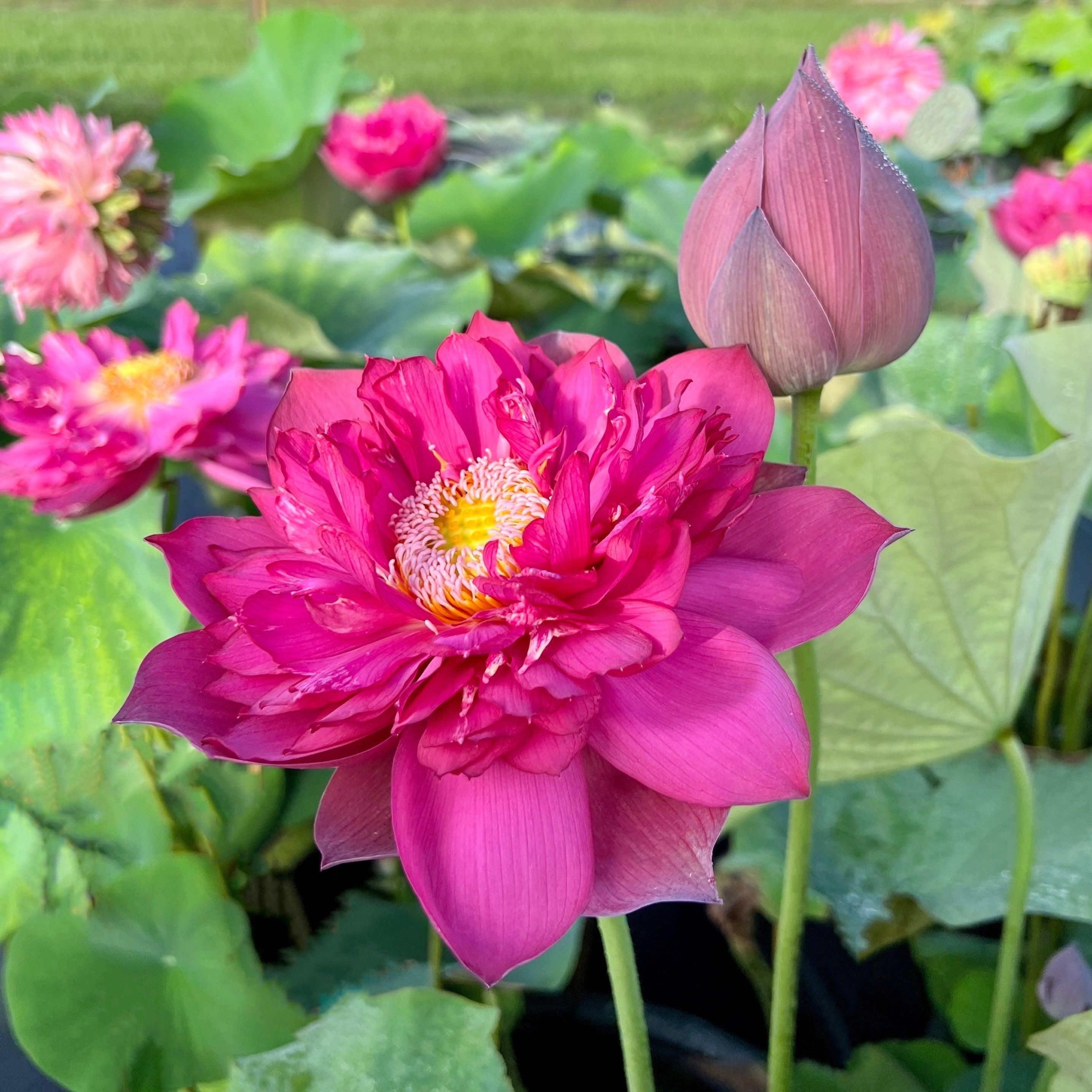 Red Phillips Lotus (Bare Root) - Globalnestes
