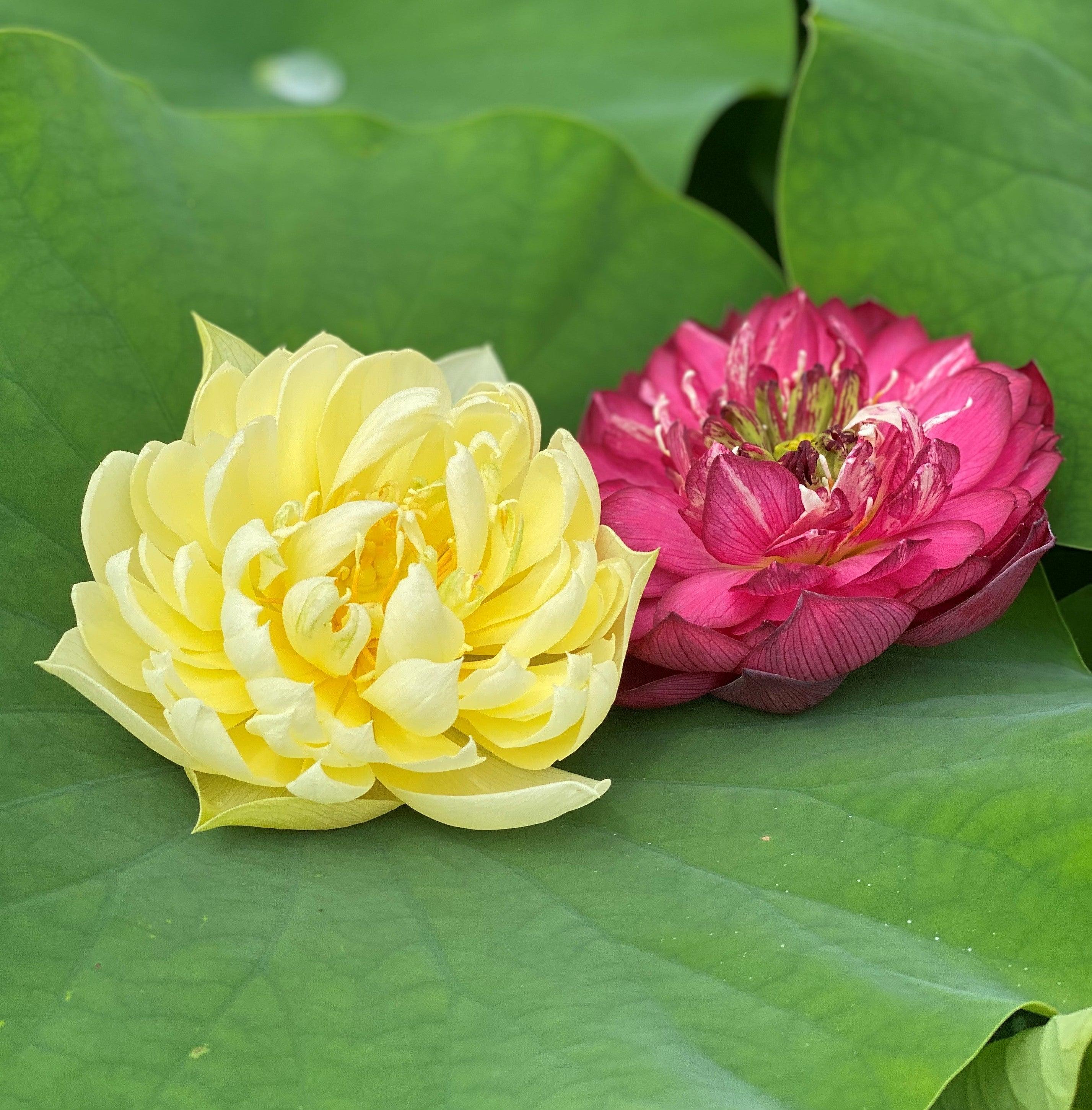 Red Phillips Lotus (Bare Root) - Globalnestes