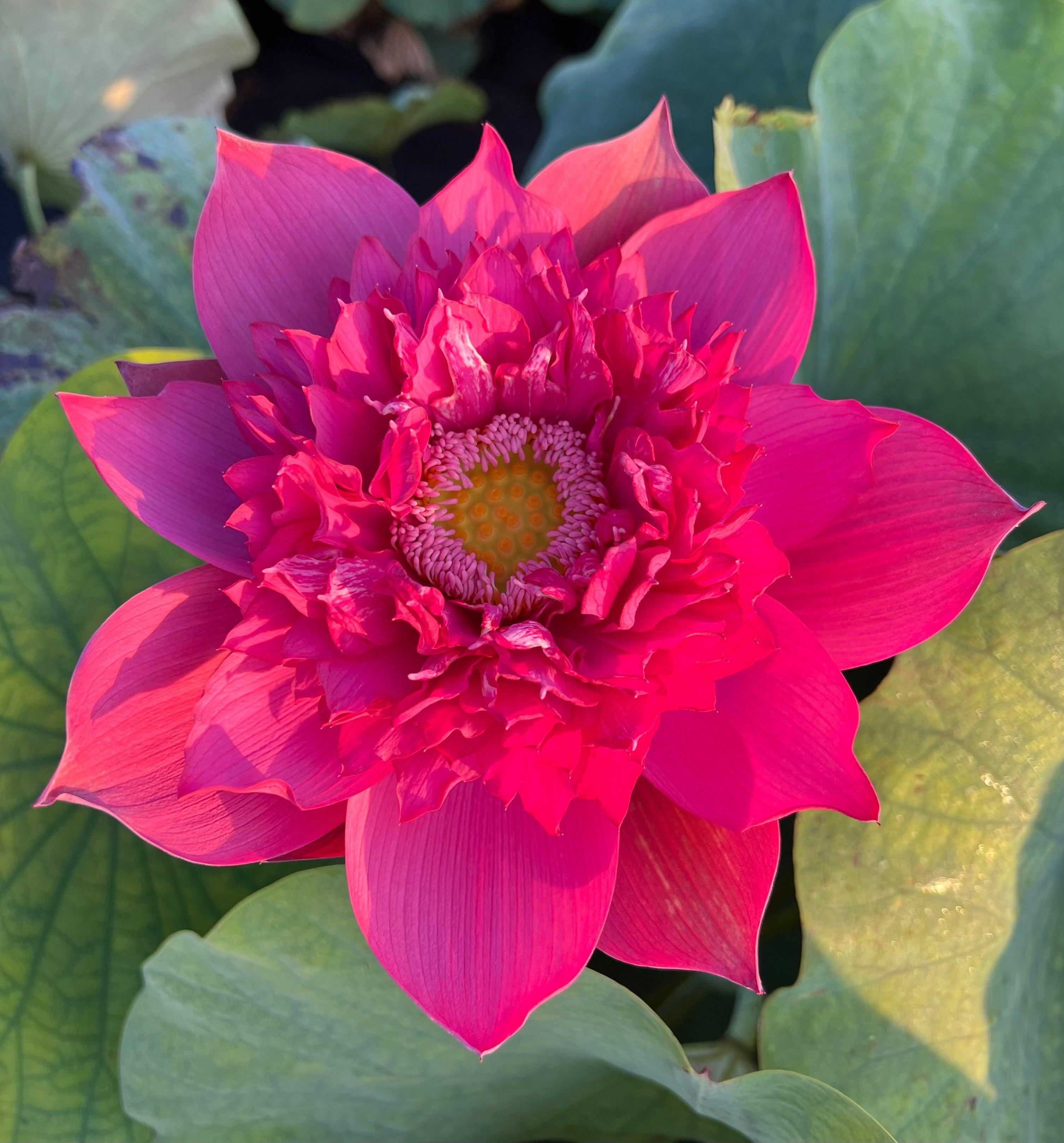 Red Phillips Lotus (Bare Root) - Globalnestes