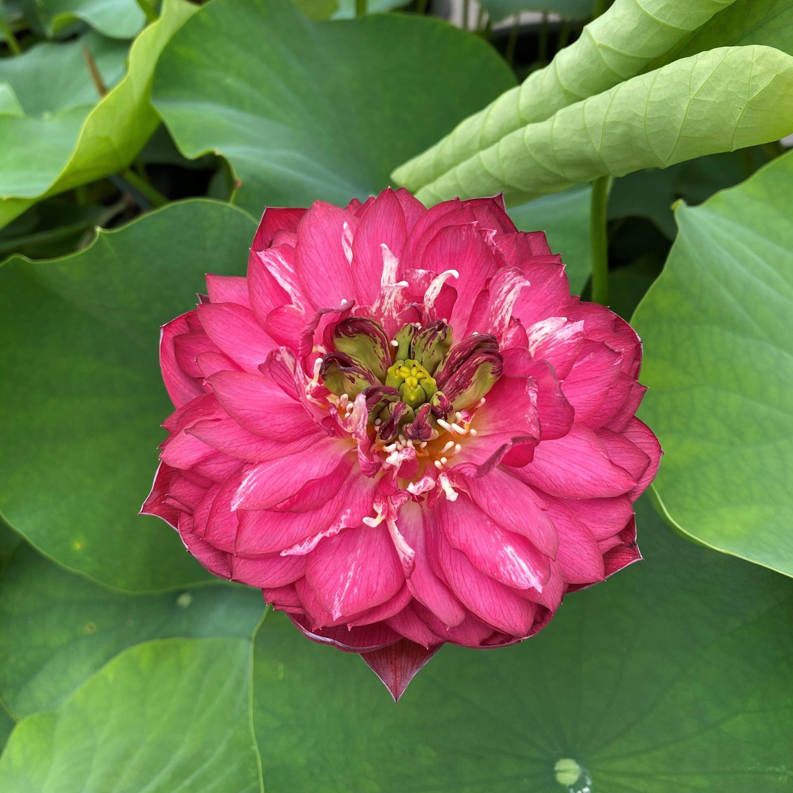 Red Phillips Lotus (Bare Root) - Globalnestes