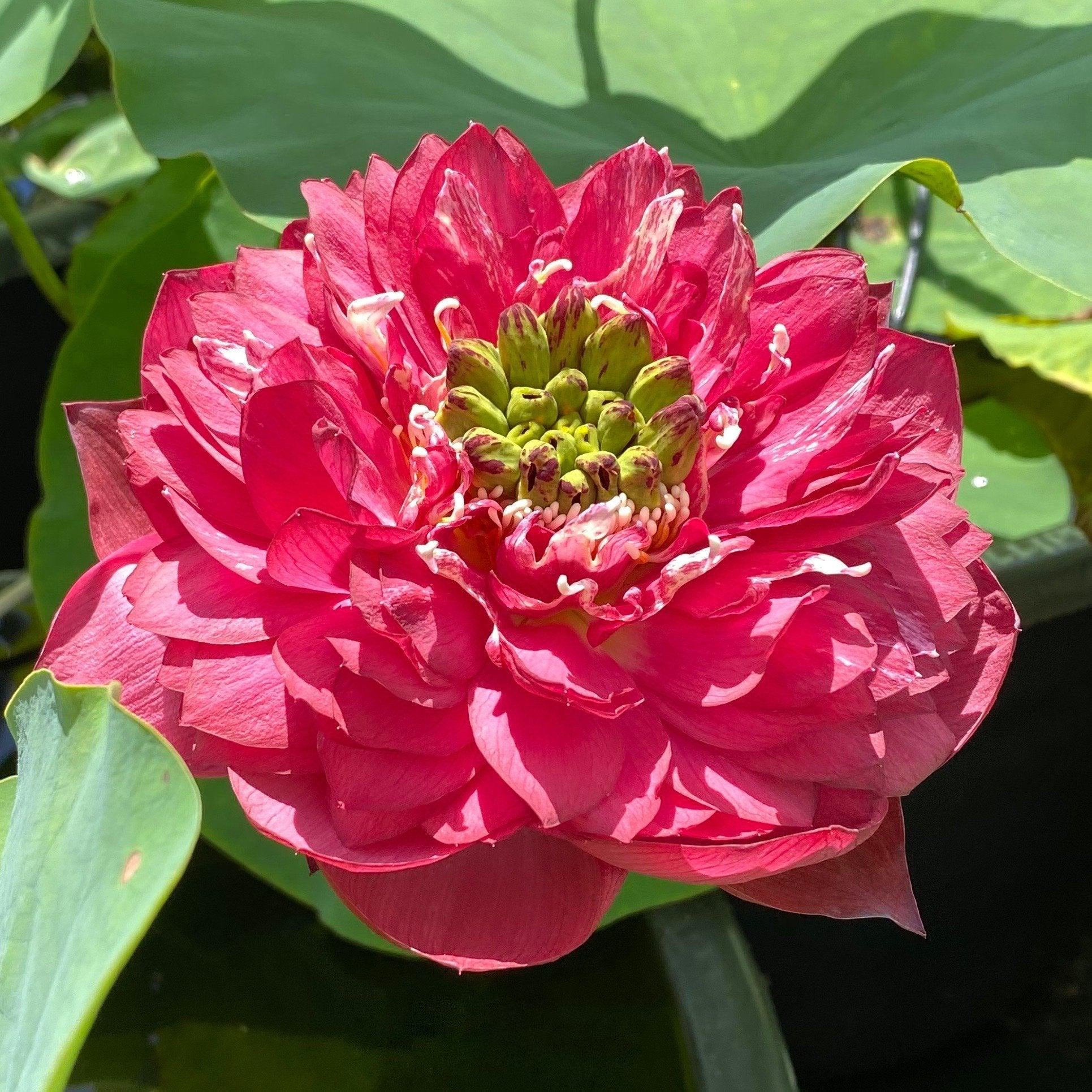 Red Phillips Lotus (Bare Root) - Globalnestes