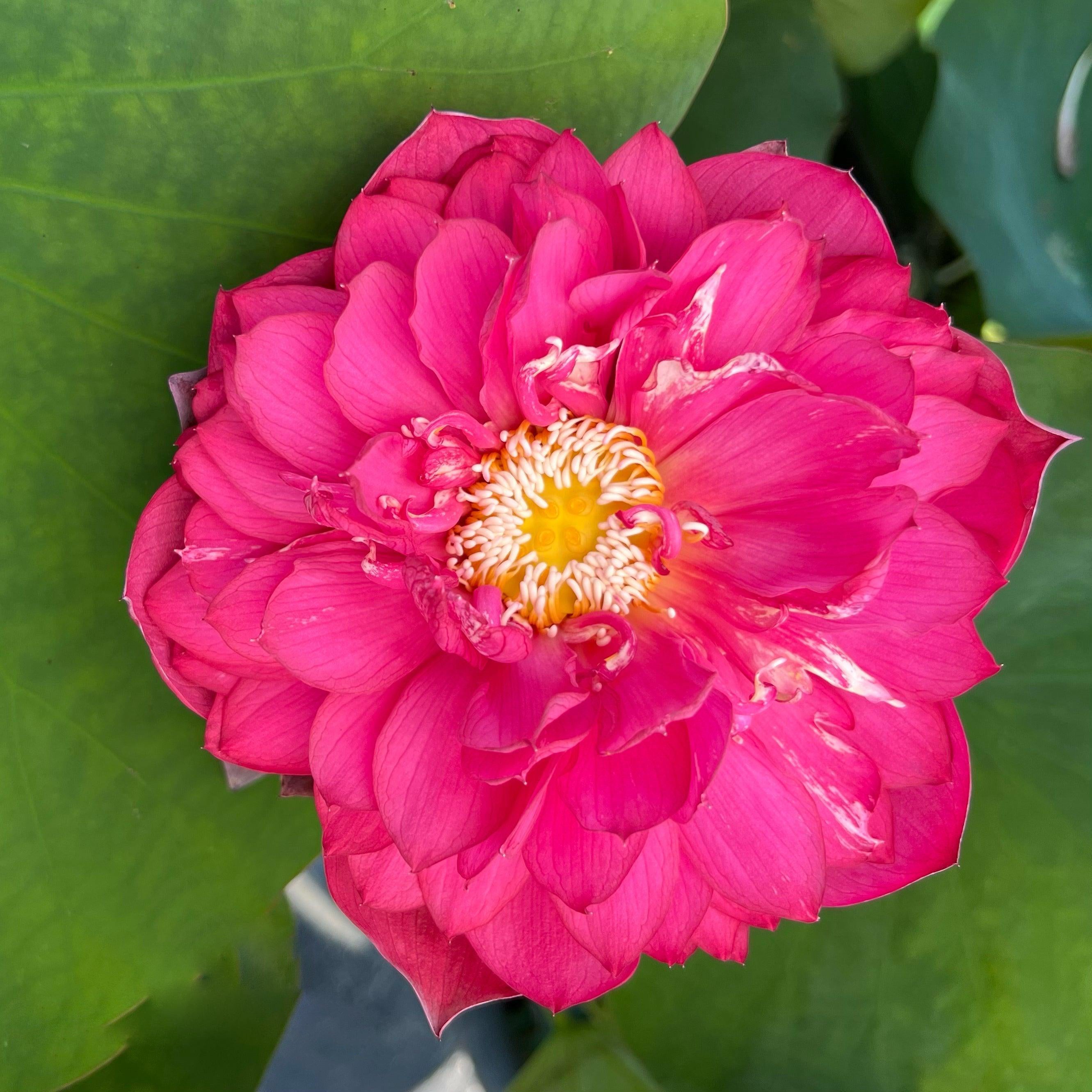 Red Phillips Lotus (Bare Root) - Globalnestes