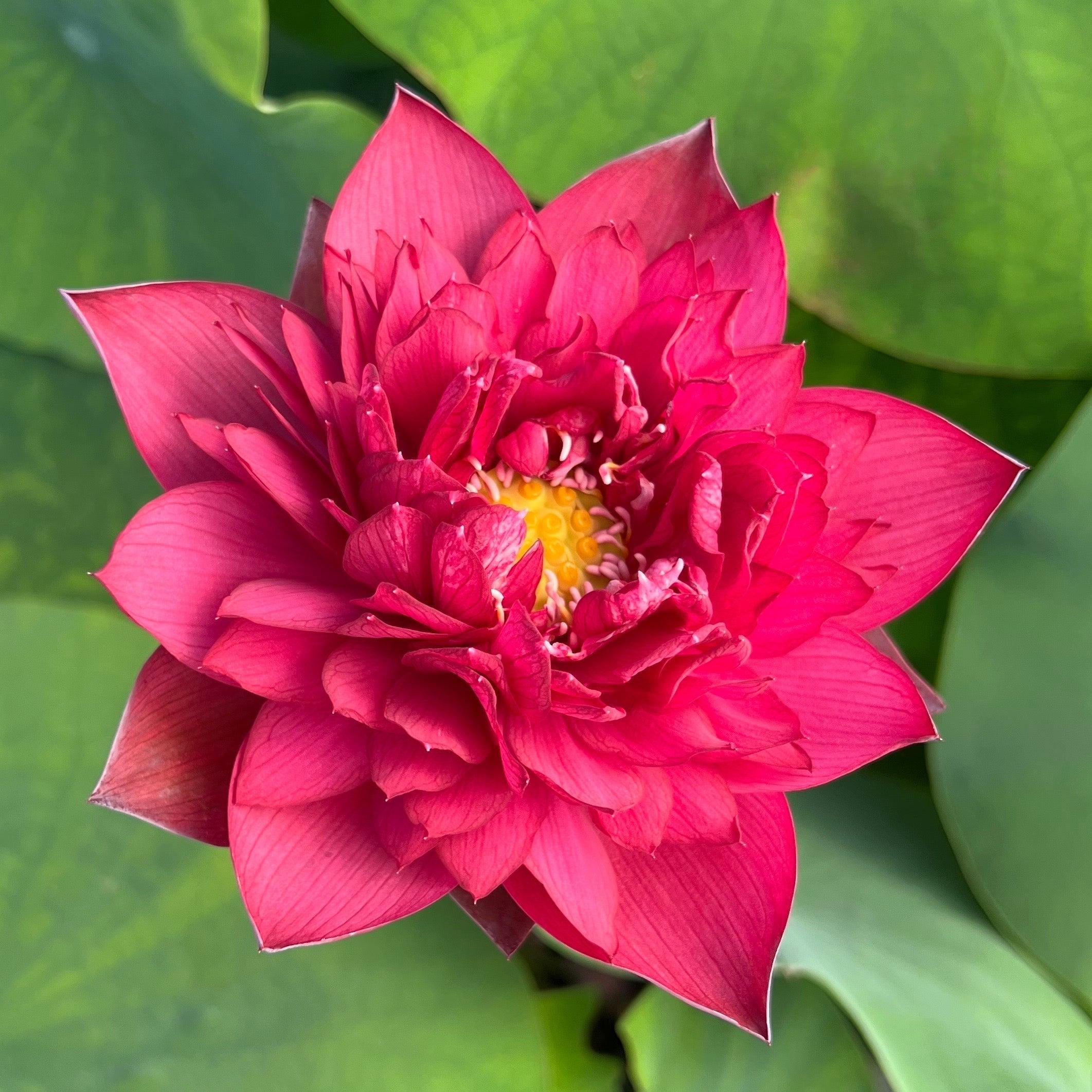 Rubies & Pearls - Deep, Dark Red Lotus (Bare Root) - Globalnestes