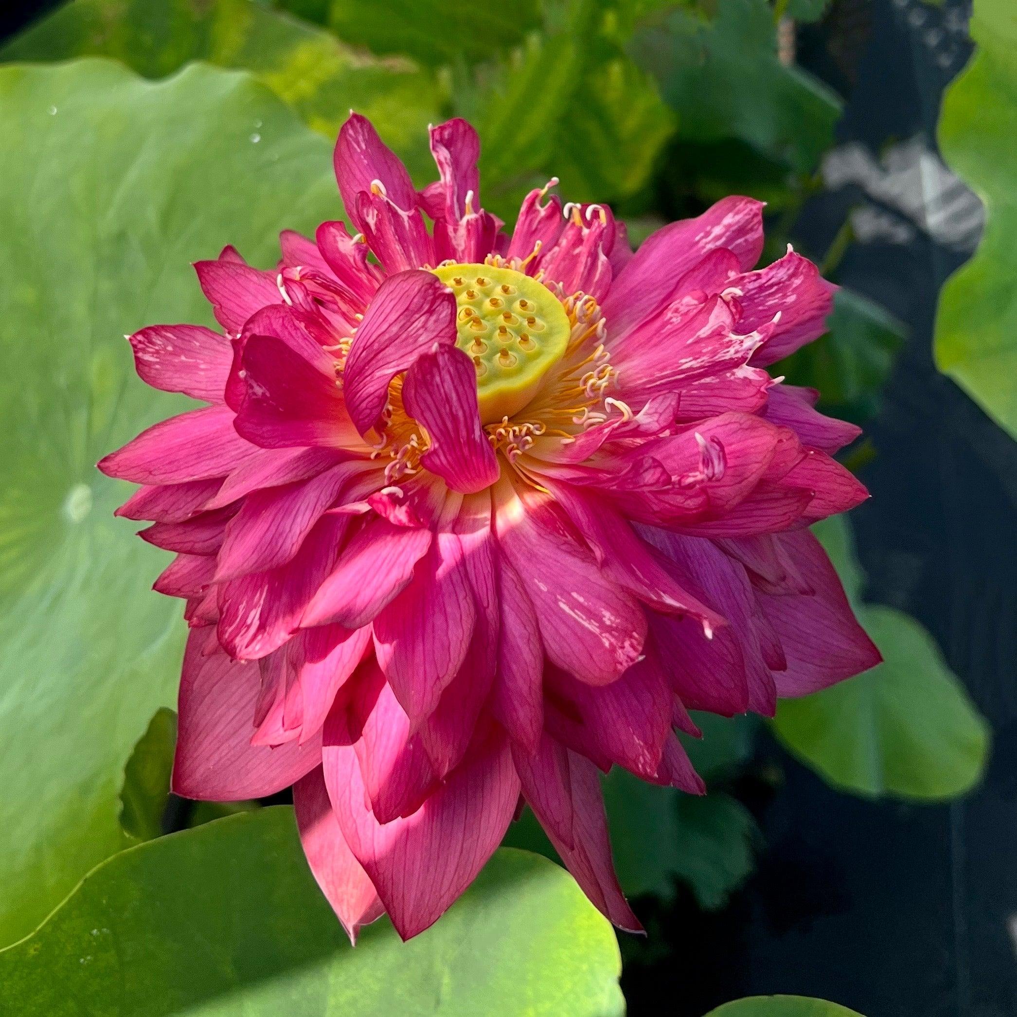 Rubies & Pearls - Deep, Dark Red Lotus (Bare Root) - Globalnestes