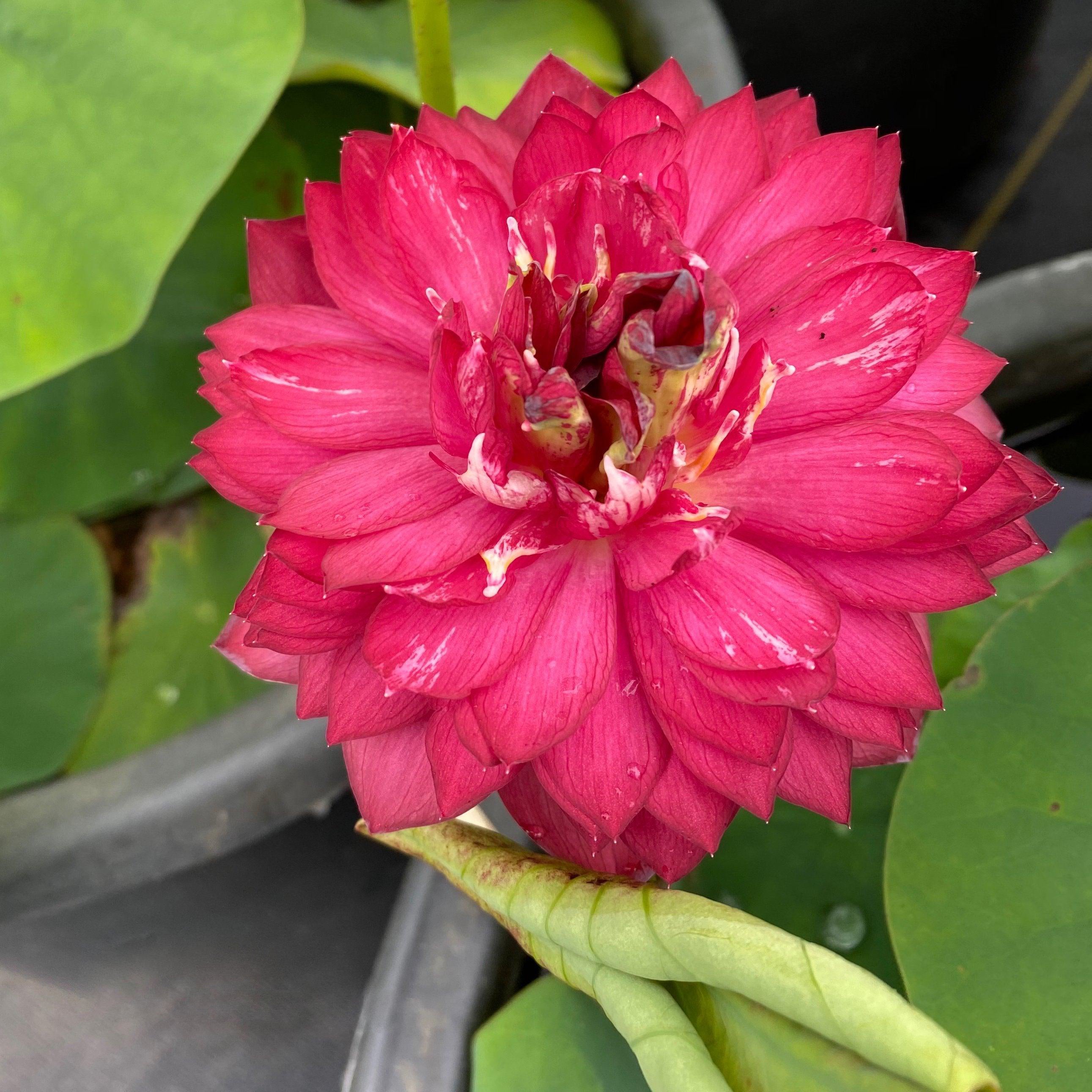 Rubies & Pearls - Deep, Dark Red Lotus (Bare Root) - Globalnestes