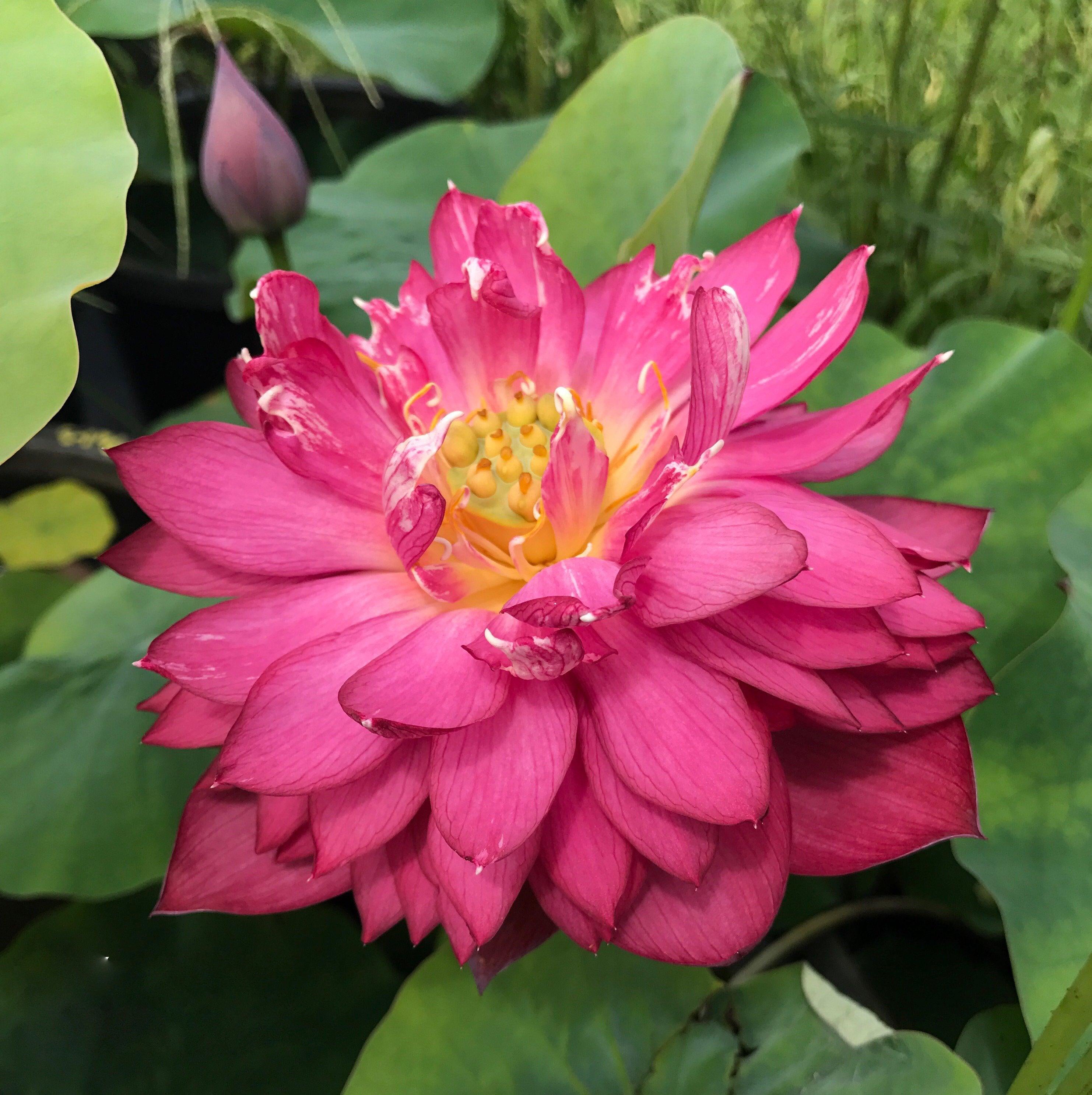 Rubies & Pearls - Deep, Dark Red Lotus (Bare Root) - Globalnestes