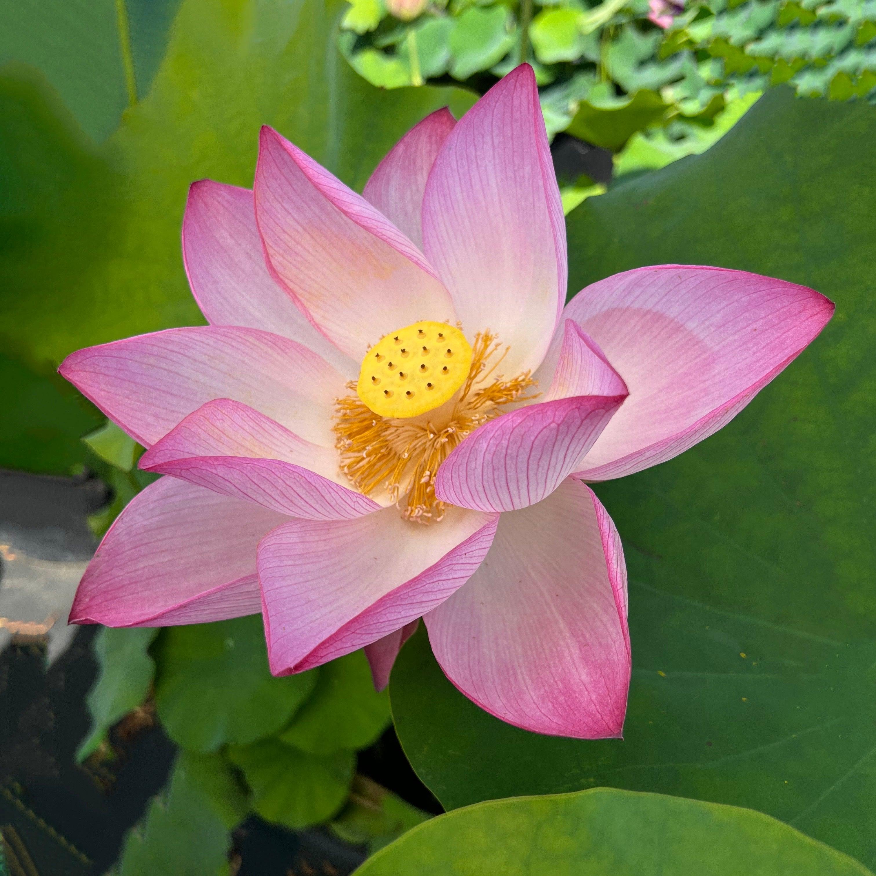 Sacred Lotus (Bare Root) - Globalnestes