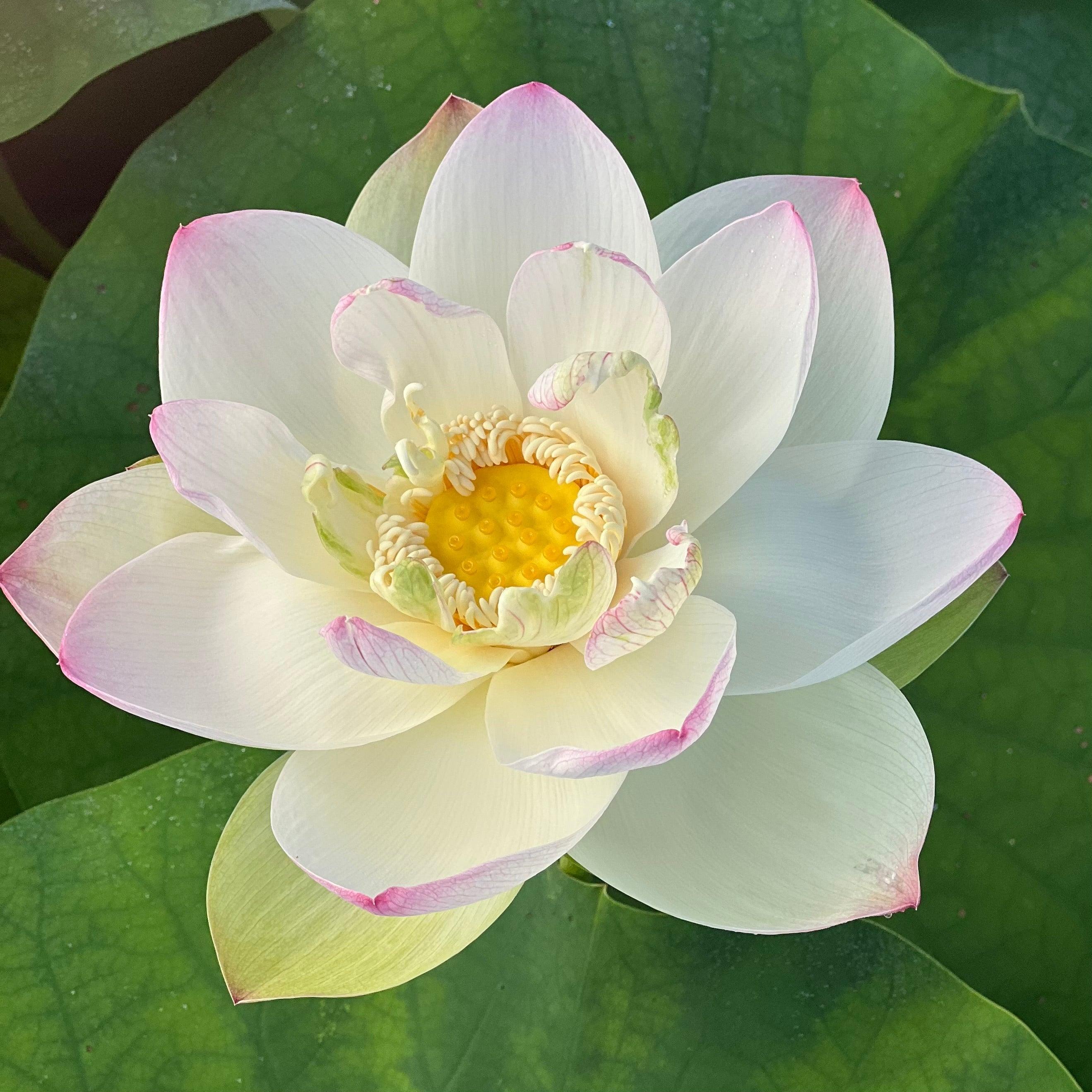 Sacred Lotus (Bare Root) - Globalnestes