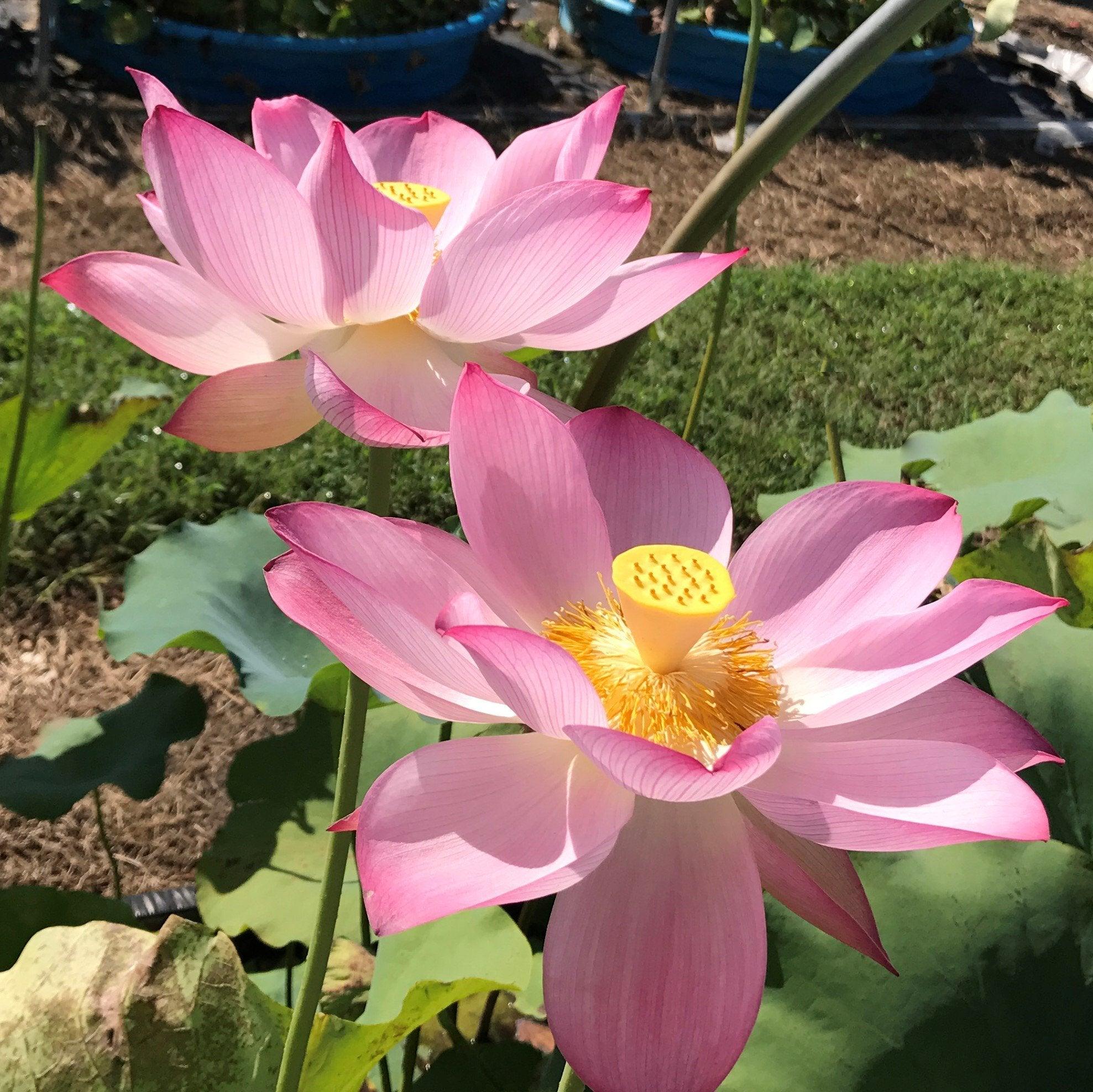 Sacred Lotus (Bare Root) - Globalnestes