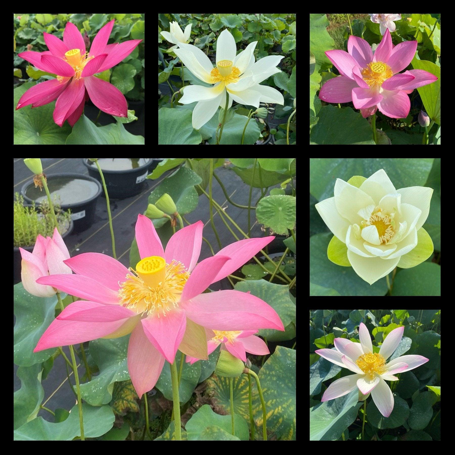 Sacred Lotus (Bare Root) - Globalnestes