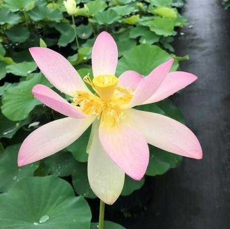 Sacred Lotus (Bare Root) - Globalnestes