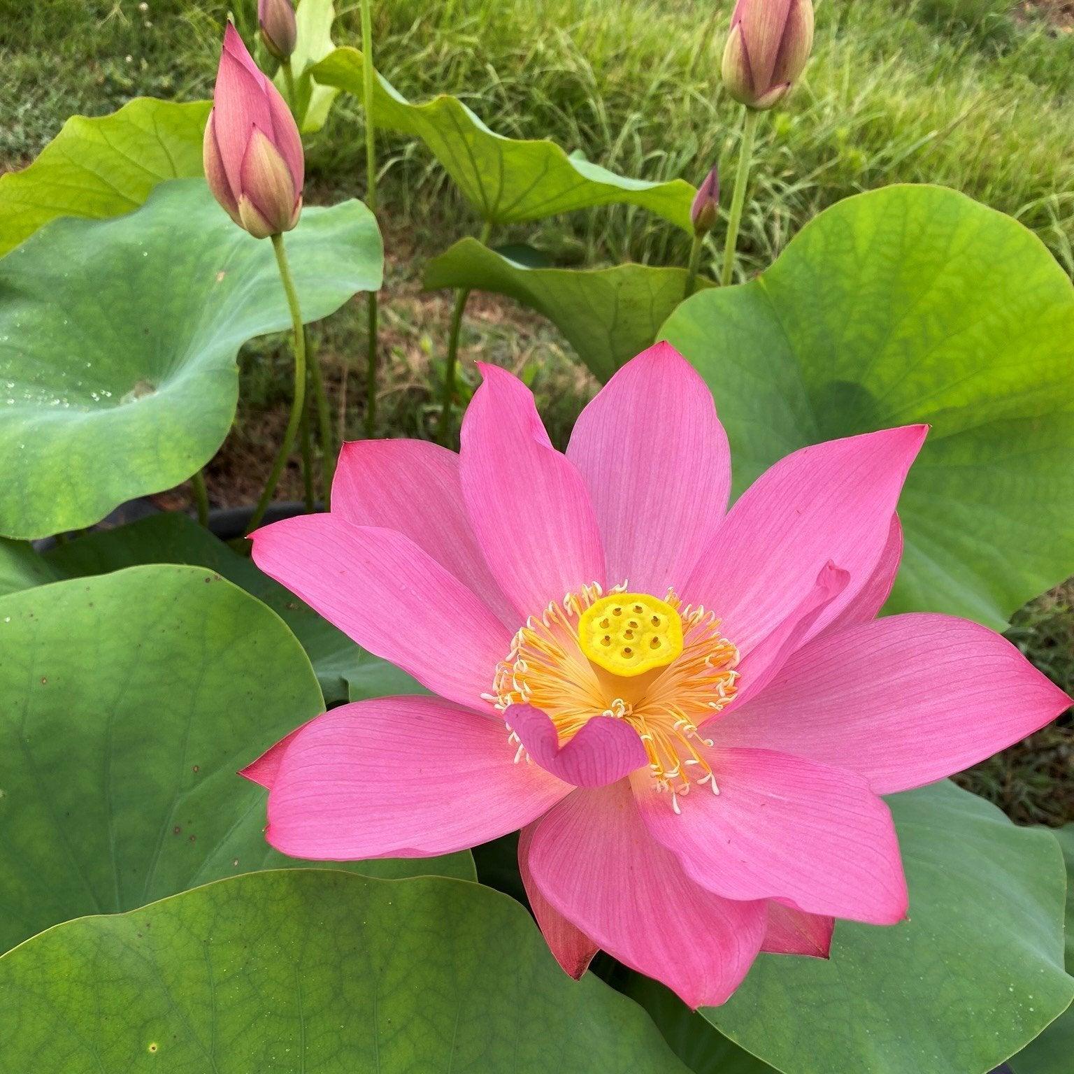 Sacred Lotus (Bare Root) - Globalnestes
