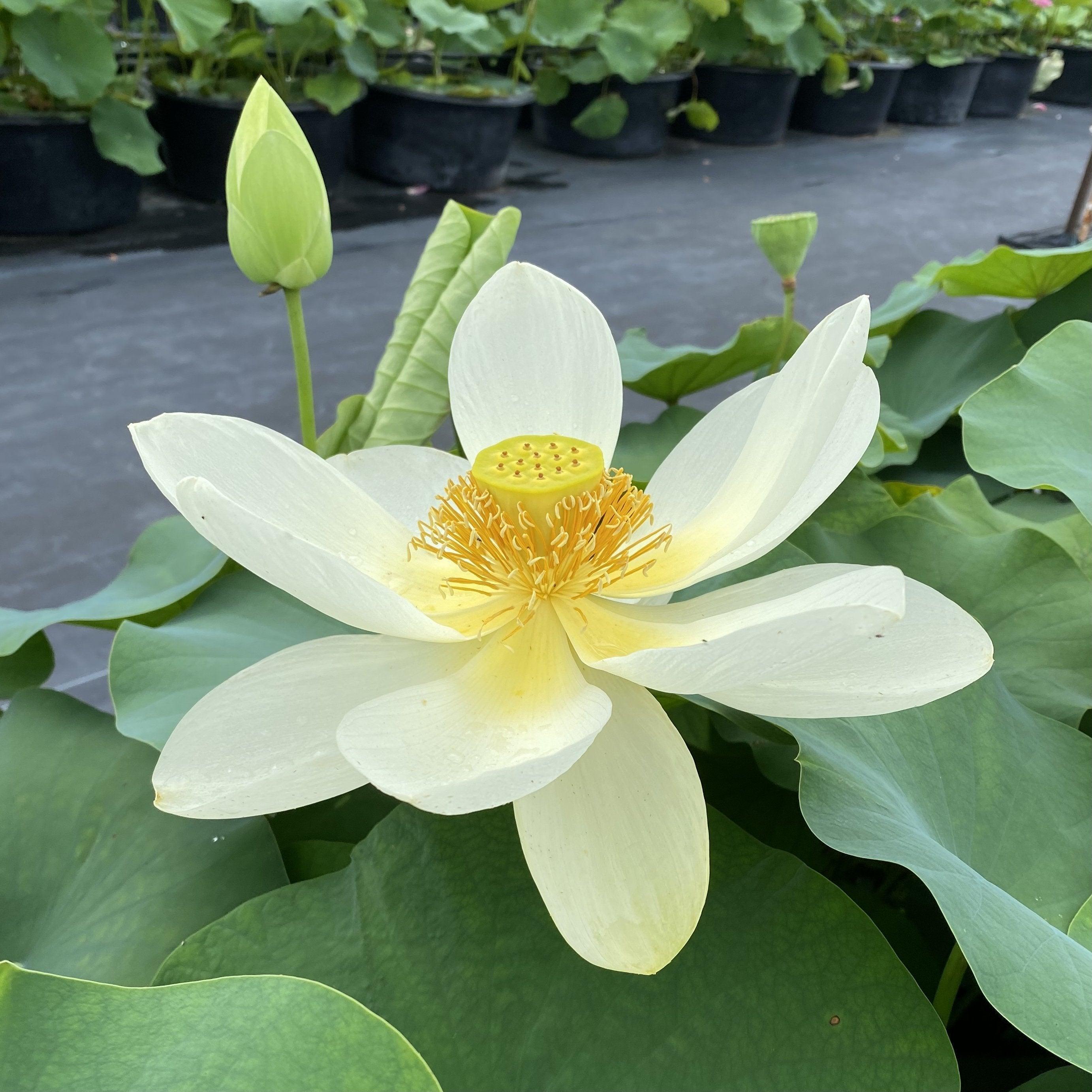 Sacred Lotus (Bare Root) - Globalnestes