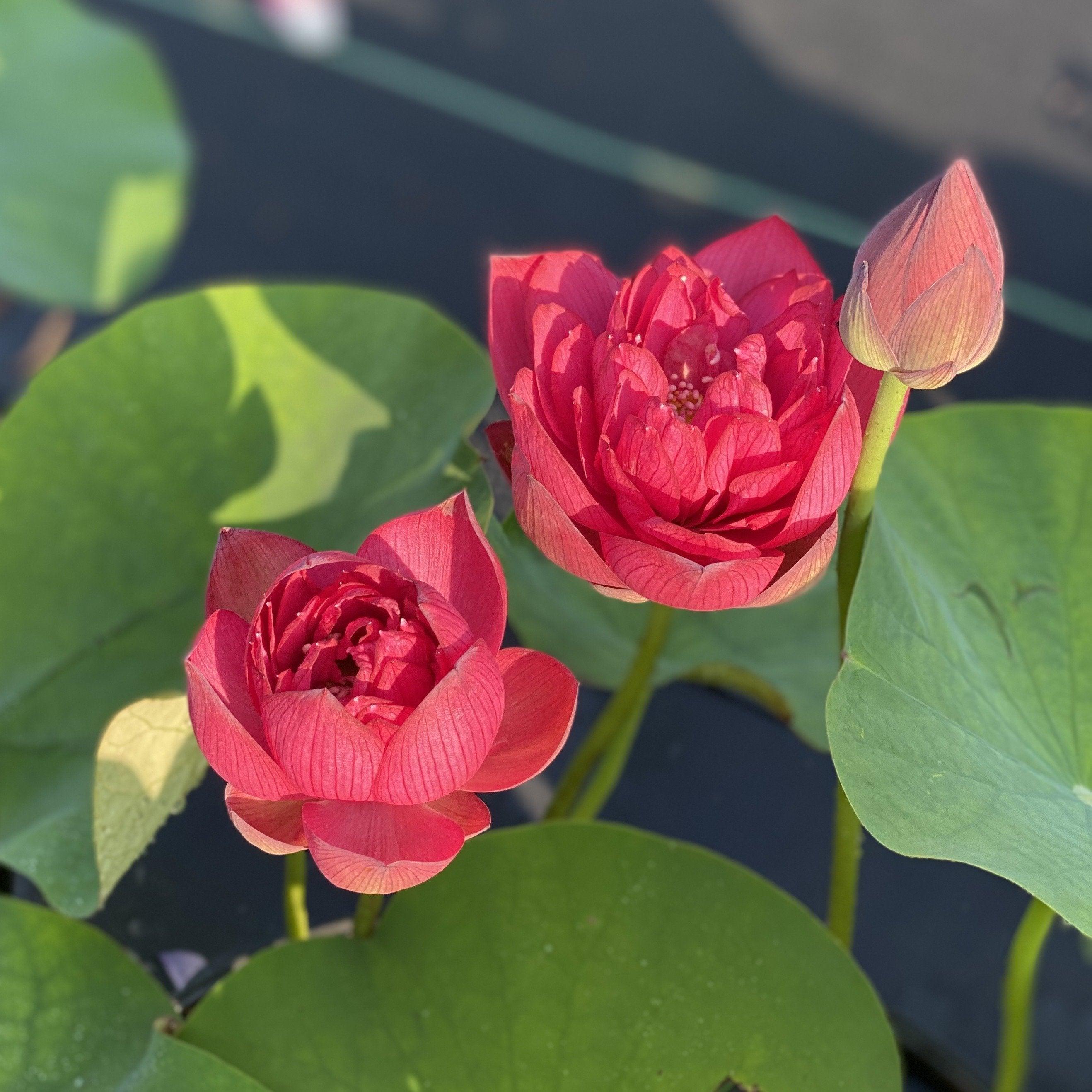 Scarlet Lady Lotus (Bare Root) - Globalnestes