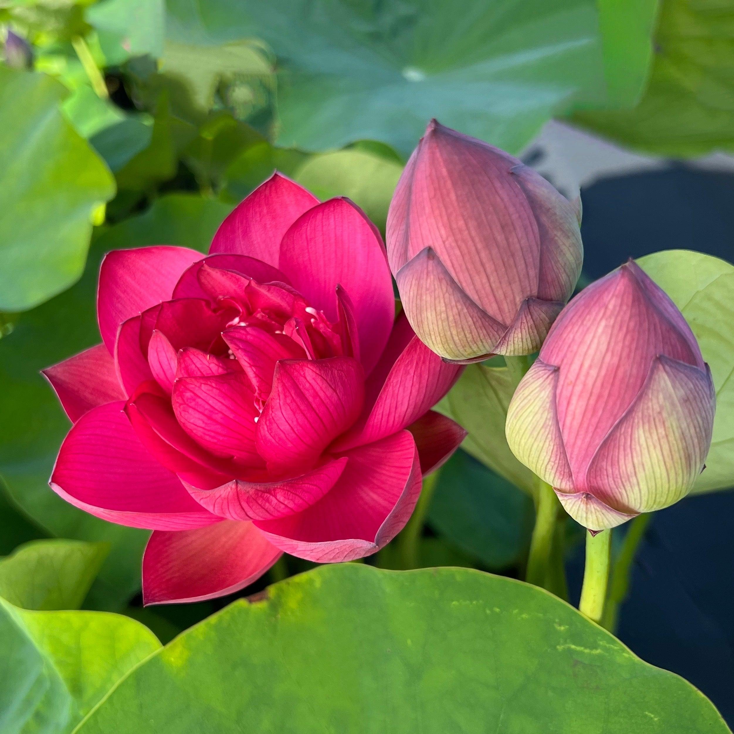 Scarlet Lady Lotus (Bare Root) - Globalnestes