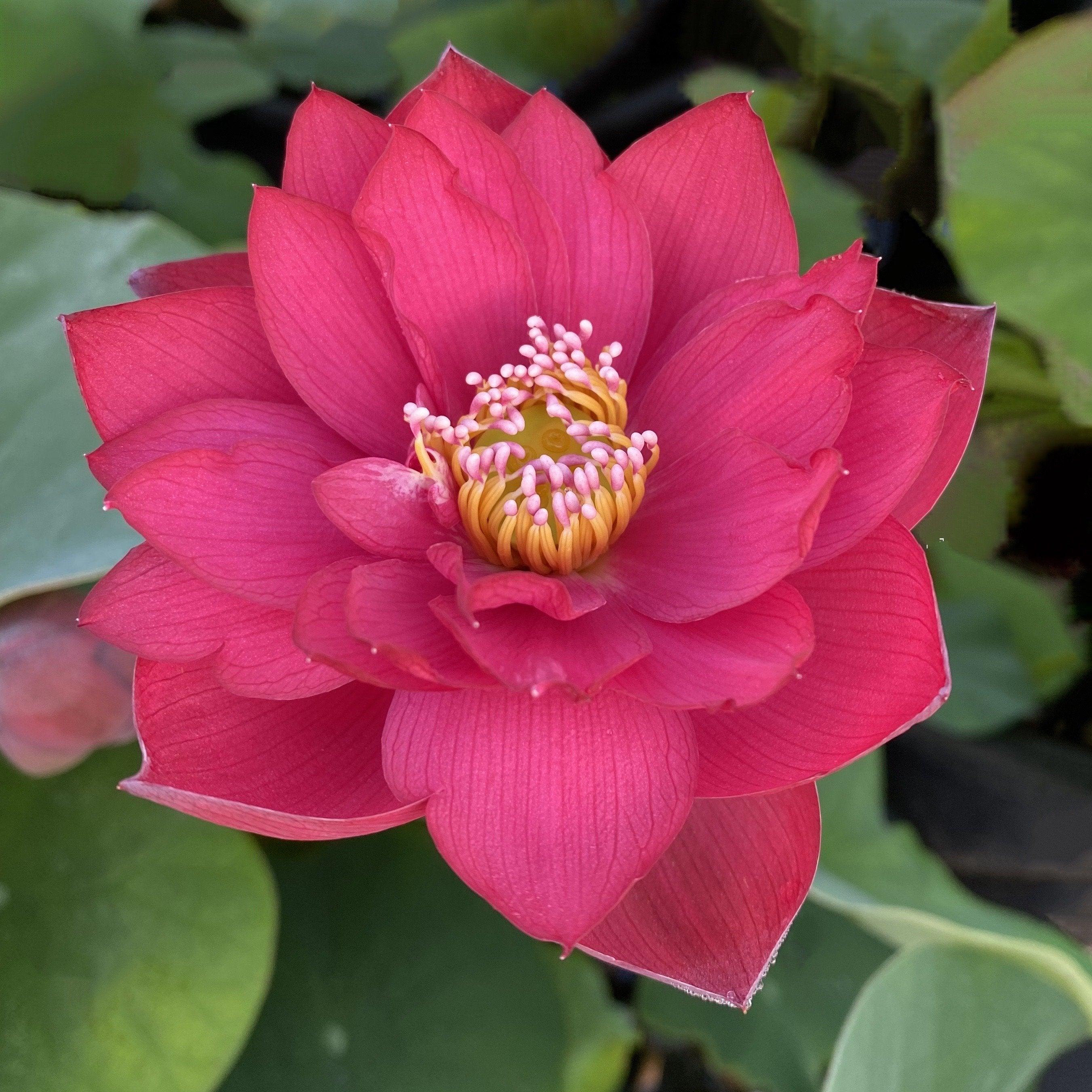 Scarlet Lady Lotus (Bare Root) - Globalnestes