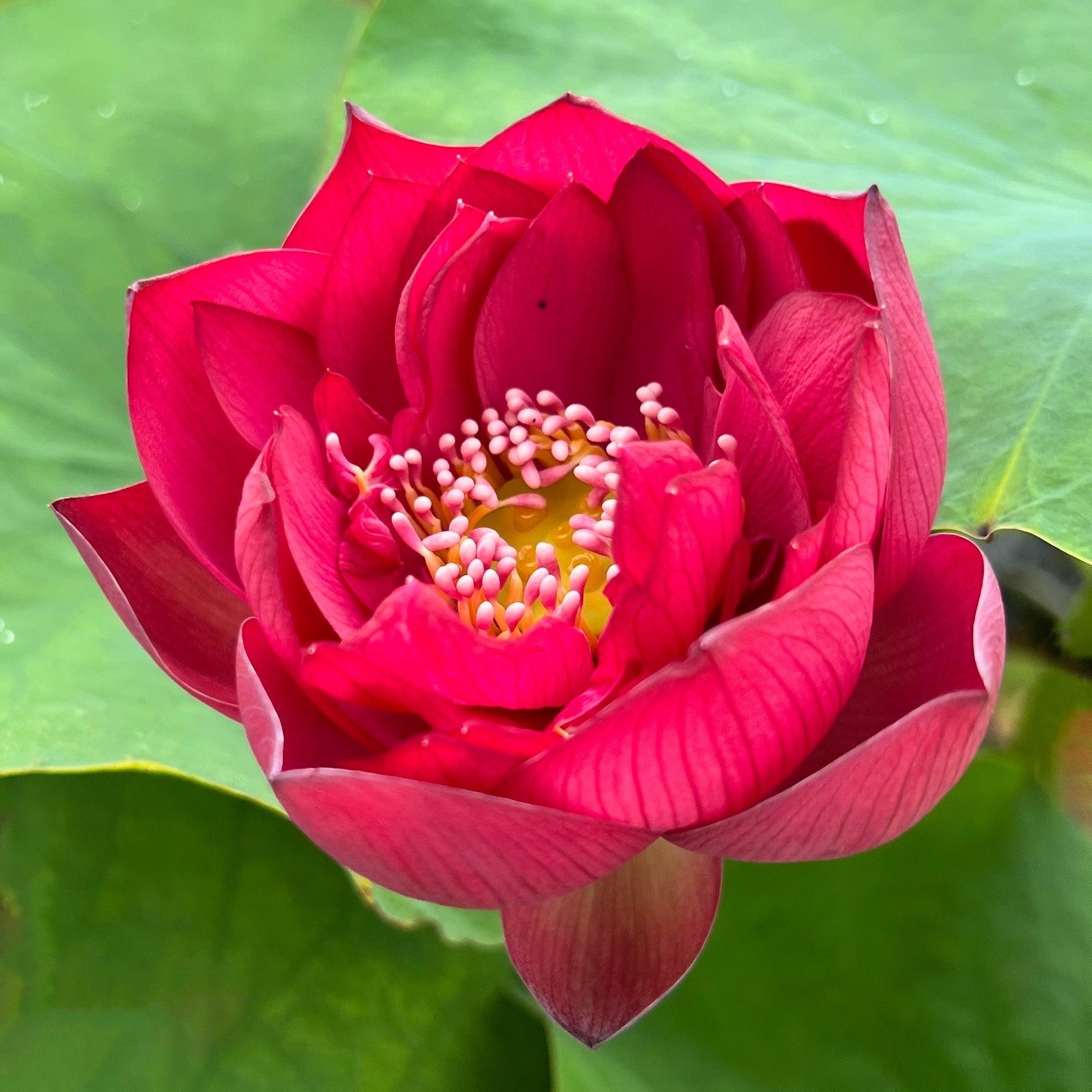 Scarlet Lady Lotus (Bare Root) - Globalnestes
