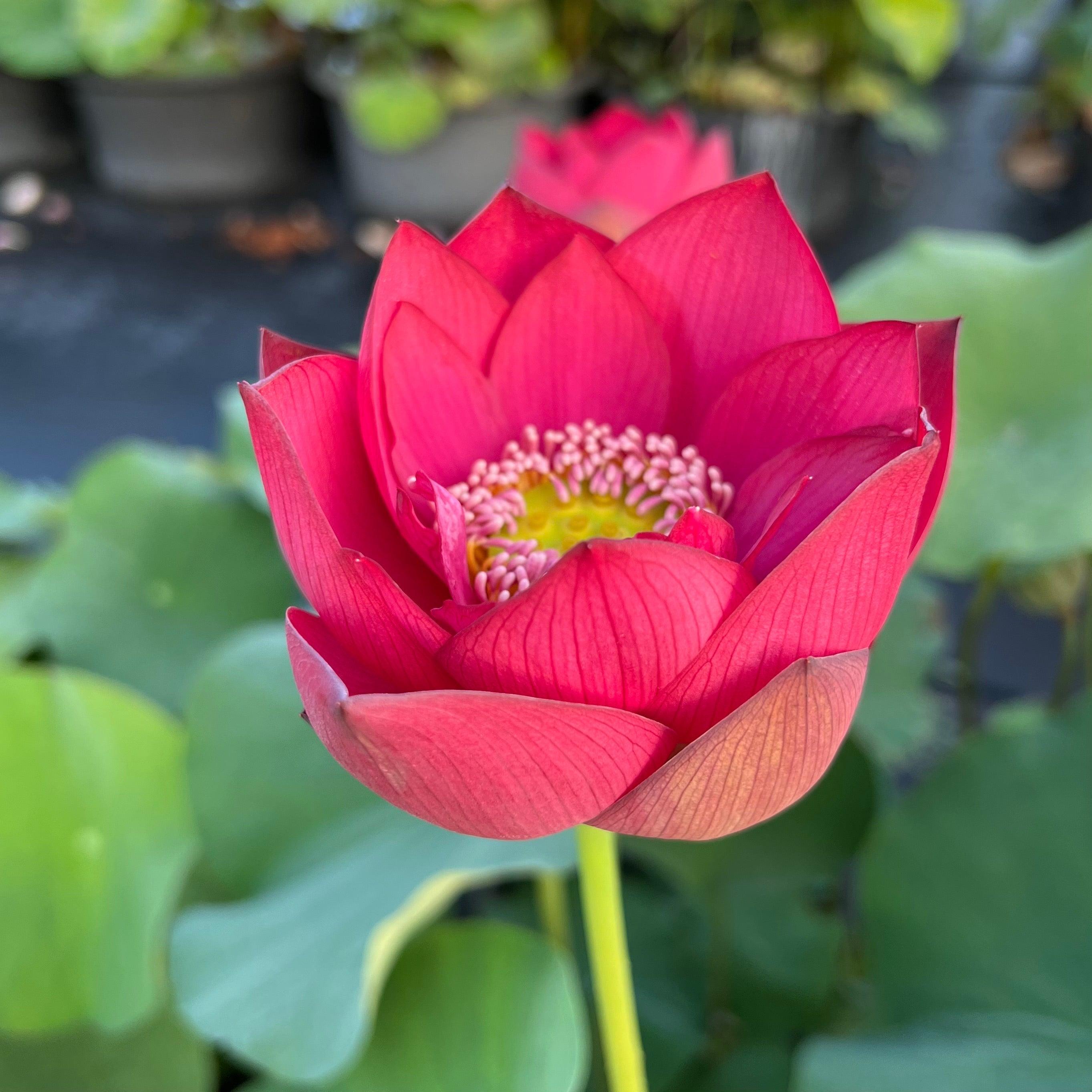 Scarlet Lady Lotus (Bare Root) - Globalnestes