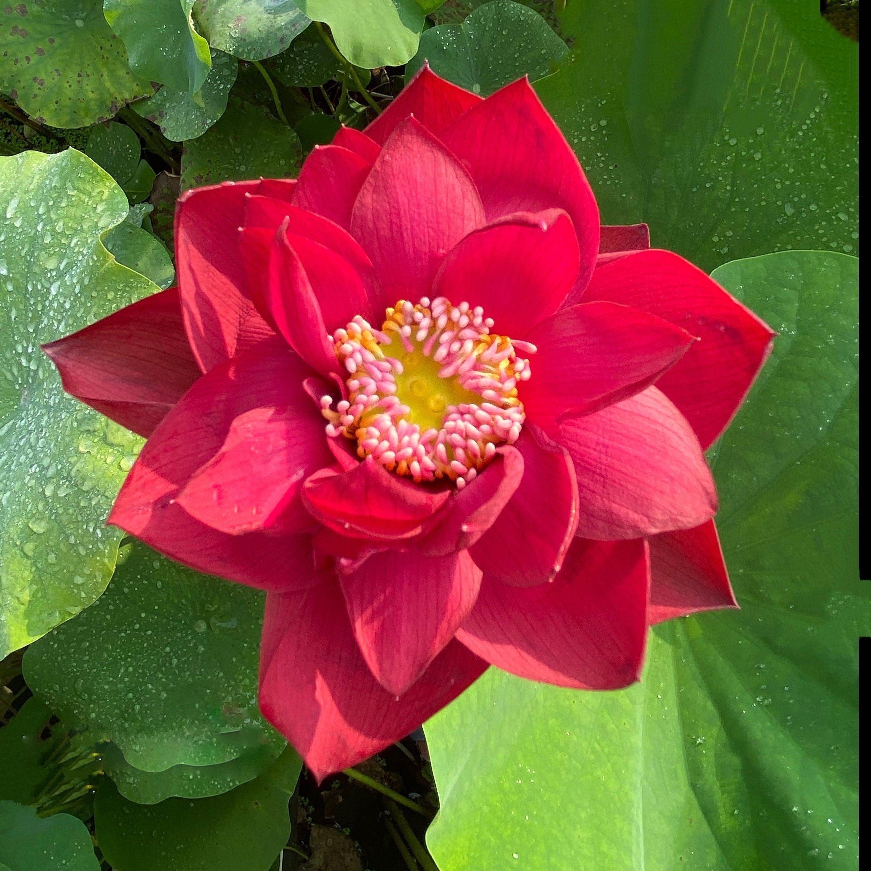 Scarlet Lady Lotus (Bare Root) - Globalnestes